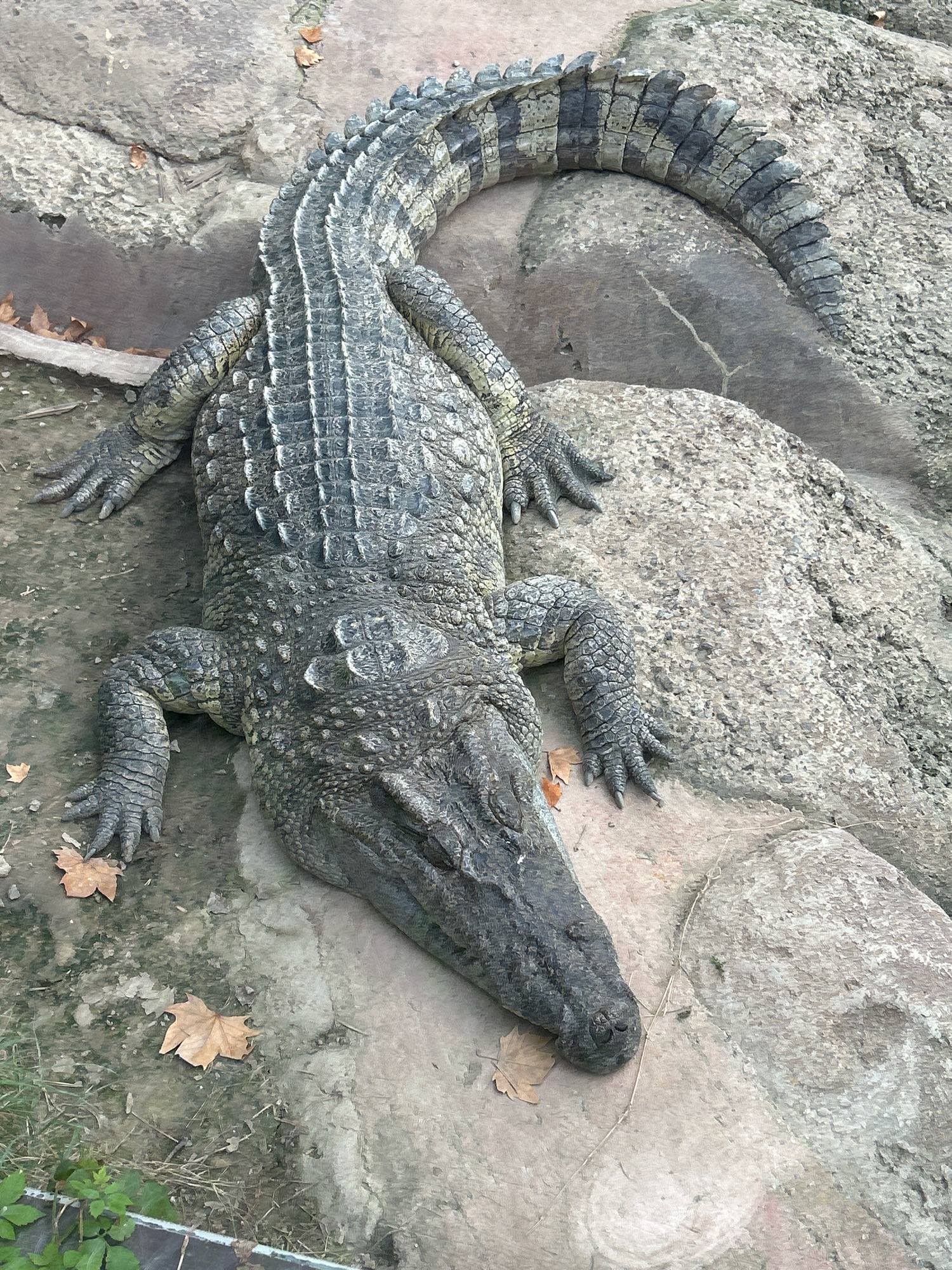 A full body, top-down shot shows a large alligator lying on rocks and dirt. The alligator is facing right, with its head down and its tail curving to the right. The alligator is dark gray and green with a rough, scaly texture. Its four legs are splayed out to the sides, and its claws are visible. The alligator's body is long and muscular, and its tail is thick and powerful. The rocks are a mix of light gray and brown, and they are unevenly shaped. The dirt is dark brown and appears to be dry. There are a few fallen leaves scattered on the ground around the alligator. The scene is an outdoor enclosure, likely in a zoo or wildlife park. This image was taken in Pudong, China.