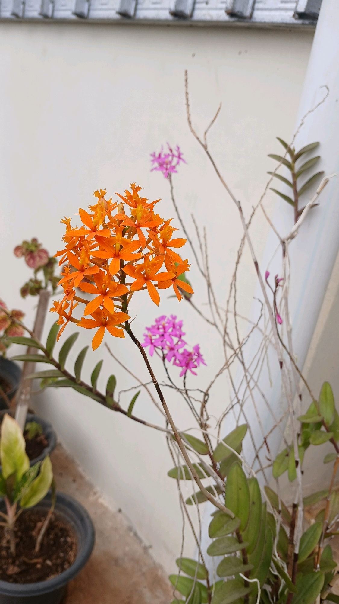 The image shows a close-up of potted orchids on what appears to be a balcony or patio. In the foreground, a cluster of vibrant orange orchids is in full bloom, with delicate pink orchids visible in the background. The plants are in dark pots filled with soil, and some have visible aerial roots. The wall behind the orchids is a light, neutral color, and there is a section of white piping to the right. Above the wall, a white structure with metallic elements is visible. The lighting suggests it is daytime, possibly overcast or in partial shade. The scene is set in Melatiwangi, Indonesia, implying a tropical or subtropical climate conducive to orchid growth. There are no people or animals present in the frame.