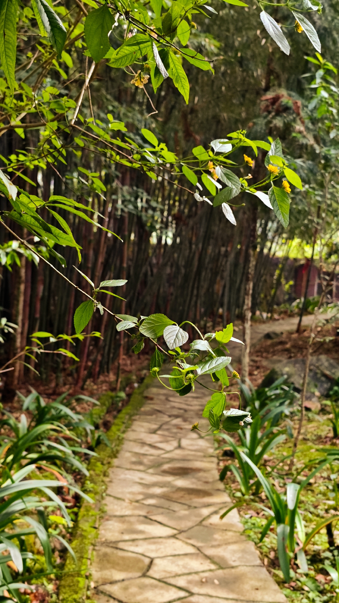 The image shows a stone path in Sà Phìn Commune, Vietnam. Green foliage and plants line the path. A bamboo fence stands alongside the path. Overhead, branches with green leaves and small yellow flowers hang, partially obscuring the scene. The scene depicts a natural outdoor setting.