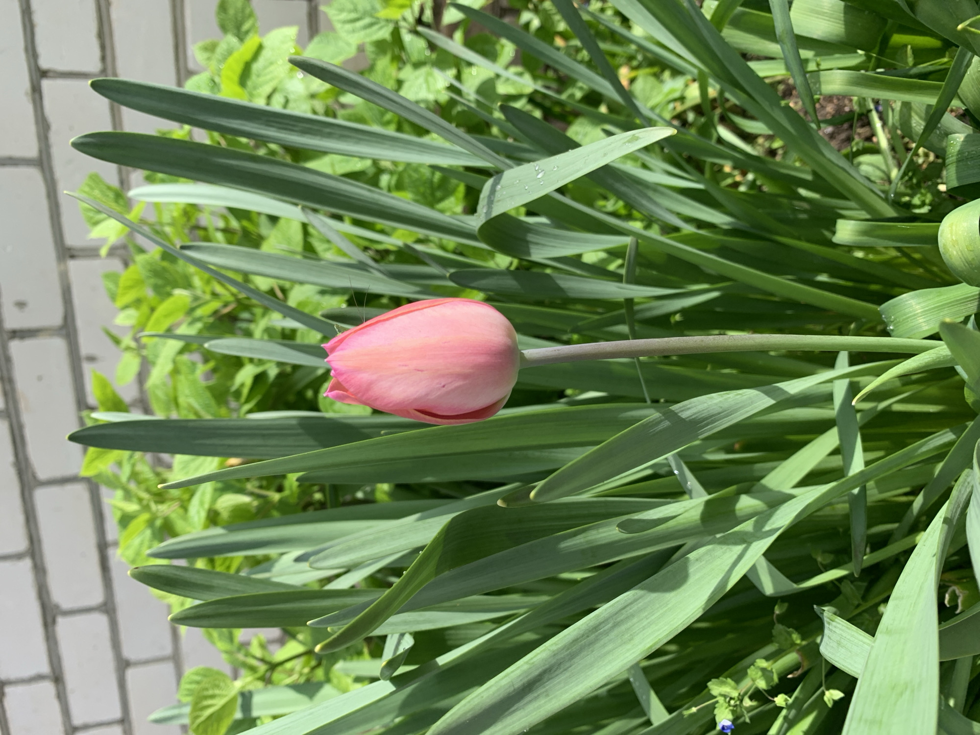A pink tulip bud is surrounded by long green leaves in a garden setting. The tulip is positioned slightly to the right of the image's center. Some green foliage with rounded leaves is visible in the background. Part of a light grey brick structure can be seen on the left edge of the image. The location is Unknown, Unknown.