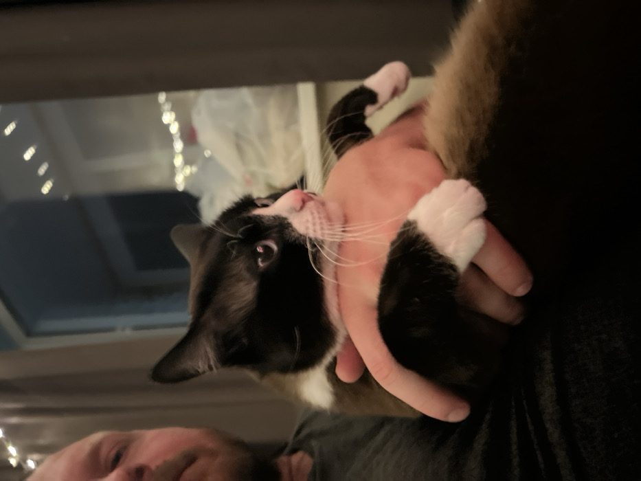 A black and white cat is being held in someone's hand. The cat has white paws and a pink nose. A window is visible in the background with some blurred lights, and the cat's head is turned slightly towards it. A person's face is partially visible in the bottom left corner. The person's hand holding the cat appears to be gentle, as the cat seems relaxed.
