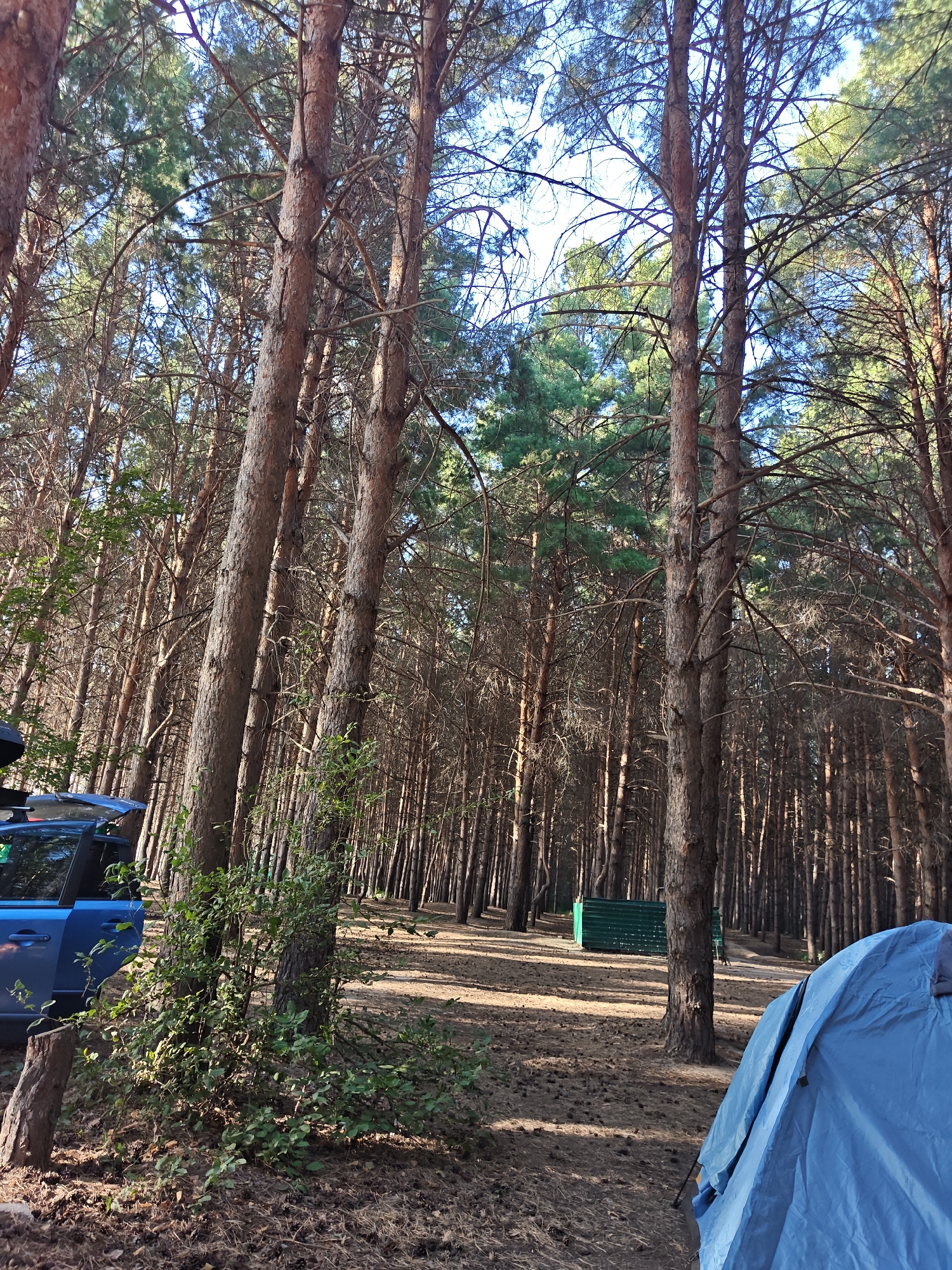 A blue camping tent is partially visible in the foreground on the right side of the image. To the left, a blue SUV with its trunk open is parked near a cluster of trees and green shrubbery. In the background, a dense pine forest stretches out, with sunlight filtering through the trees and casting shadows on the pine-needle-covered ground. Two green structures, possibly sheds or storage units, are visible deeper within the forest. The scene appears to be a campsite in a natural forest environment, likely in or near Корнеев ауылдық округі, Kazakhstan, given the context. No people are visible in the frame.