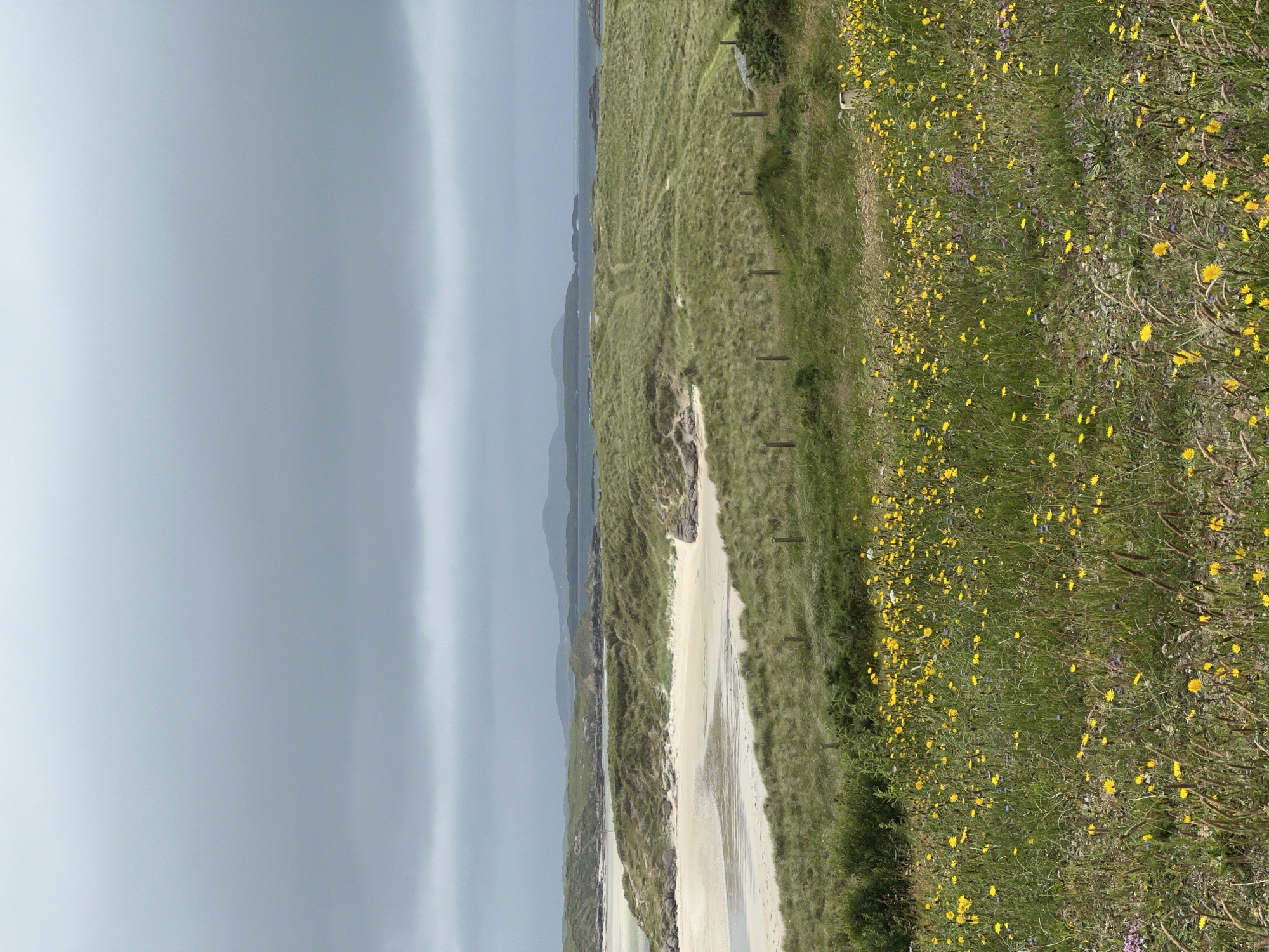 The image shows a wide, overcast landscape of coastal dunes and a beach, likely in Bunbeg, Ireland. In the foreground, a field of green grass is dotted with numerous small yellow wildflowers. A low wooden fence runs horizontally across the mid-ground. Behind the fence, the grassy dunes rise, with patches of sand visible. Further in the background, the sea is visible, and beyond that, distant hills under a grey, cloudy sky. The overall impression is of a natural, undeveloped coastal environment on a possibly cool or damp day. There are no people or animals visible in the scene.