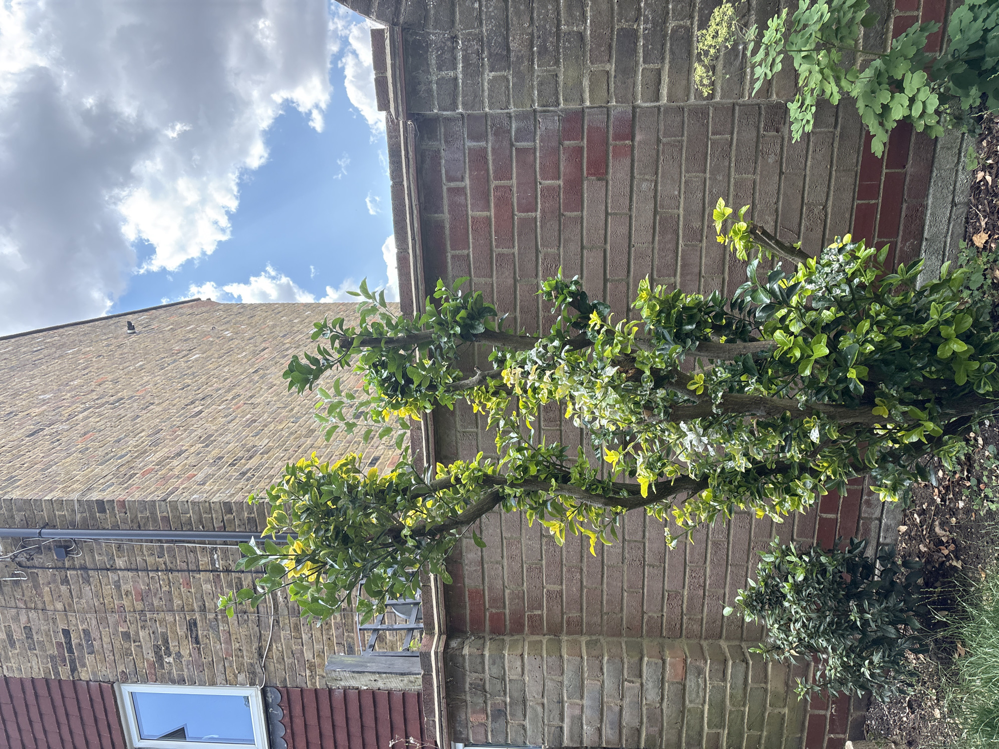 The image depicts a garden scene in Chelmsford, United Kingdom. The foreground features a small, leafy bush on the left, and a larger, more mature tree with variegated leaves to its right. The tree has a multi-branched trunk and appears to be well-established. Behind the plants, a brick wall forms the main visual element. This wall is constructed from red bricks and has a darker grey brick pillar on the right side. Above the wall, a section of a brick building with a window is visible on the left. The sky above is partly cloudy with patches of blue sky. The overall impression is a residential garden, likely a backyard, with a mix of vegetation and brickwork.