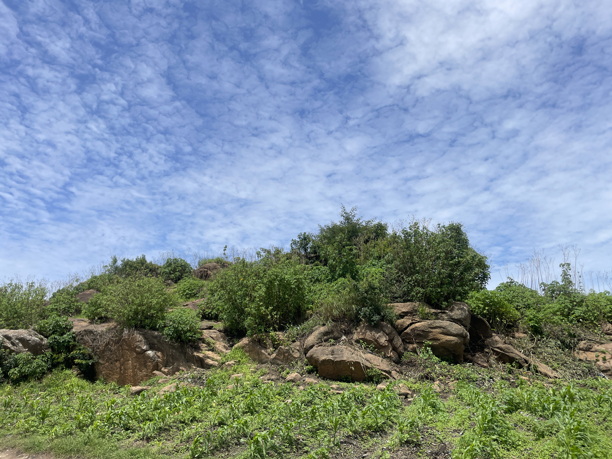 The image shows a rocky hill covered in green vegetation under a partly cloudy blue sky. In the foreground, a field of young green crops, possibly corn, grows on uneven, rocky ground. The hill itself is composed of large, weathered boulders interspersed with bushes and trees. The sky above is a vibrant blue, dotted with scattered white clouds that create a textured pattern. The scene appears to be in a rural or natural environment, with no buildings or people visible. The lighting suggests it is daytime, likely mid-morning or afternoon, with the sun casting shadows on the terrain.