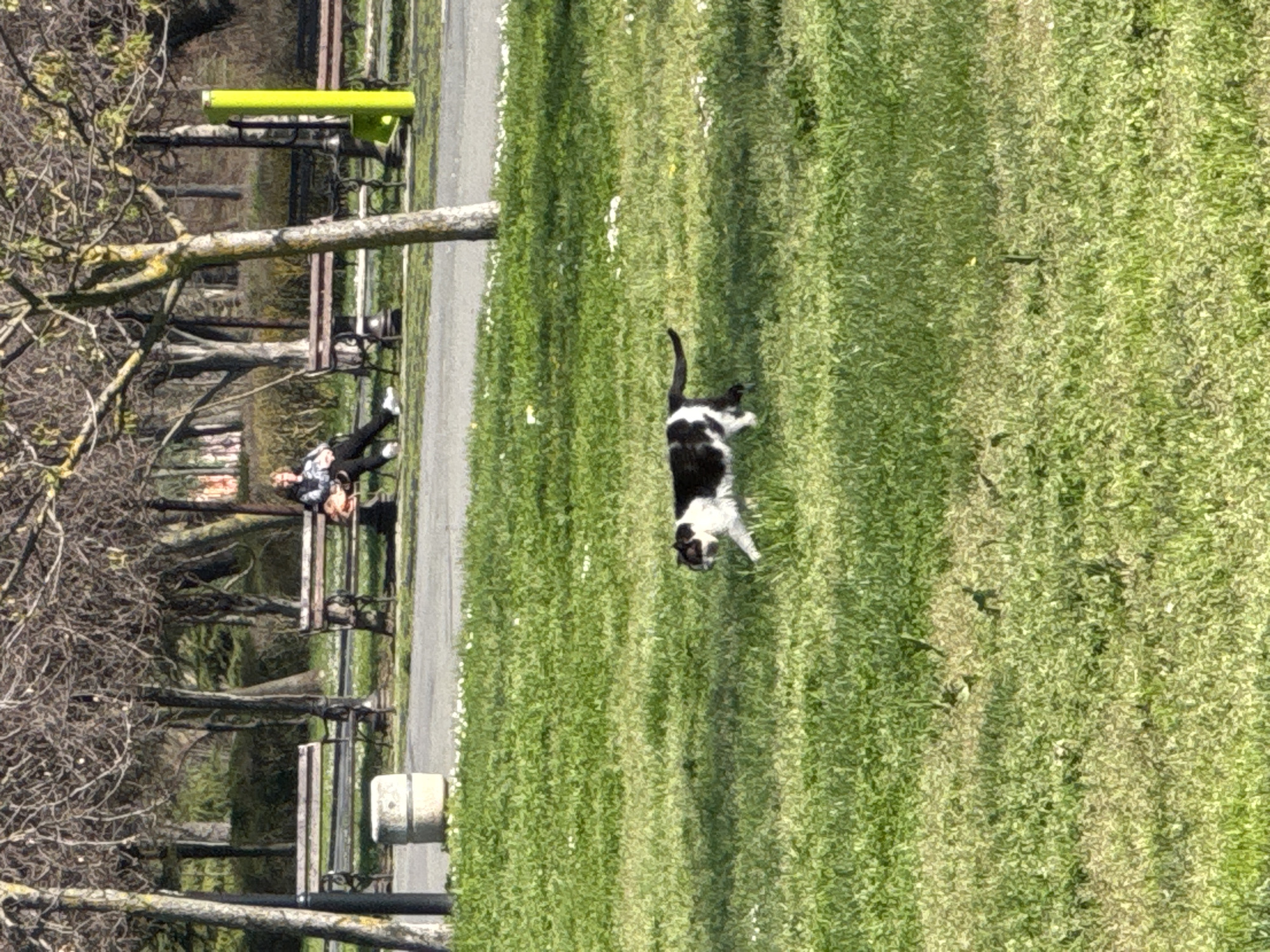 The image shows an outdoor scene in Burgas, Bulgaria. A black and white cat is walking in the grass, which appears to be in a park setting. Nearby, a person is lying on a park bench. The presence of trees, another bench with a yellow back, and a path further suggest a public park or garden.