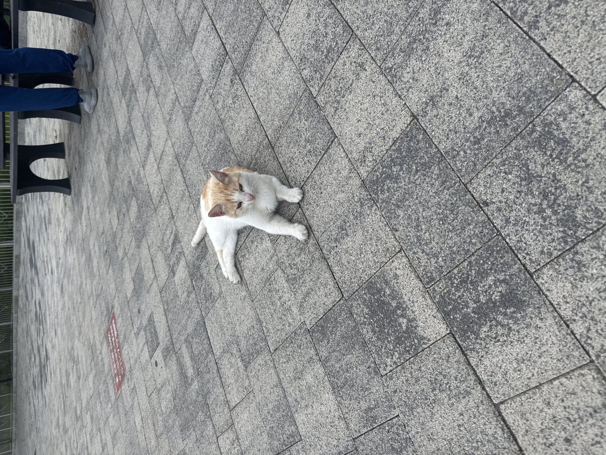A cat is on the ground in a paved public space in Sochi, Russia. The cat has white fur with patches of orange on its head and back. It is lying down with its front paws stretched out in front of it. The ground is covered in gray pavers. In the background, there is a bench with two people sitting on it. The location is most likely a public pedestrian area in Sochi.