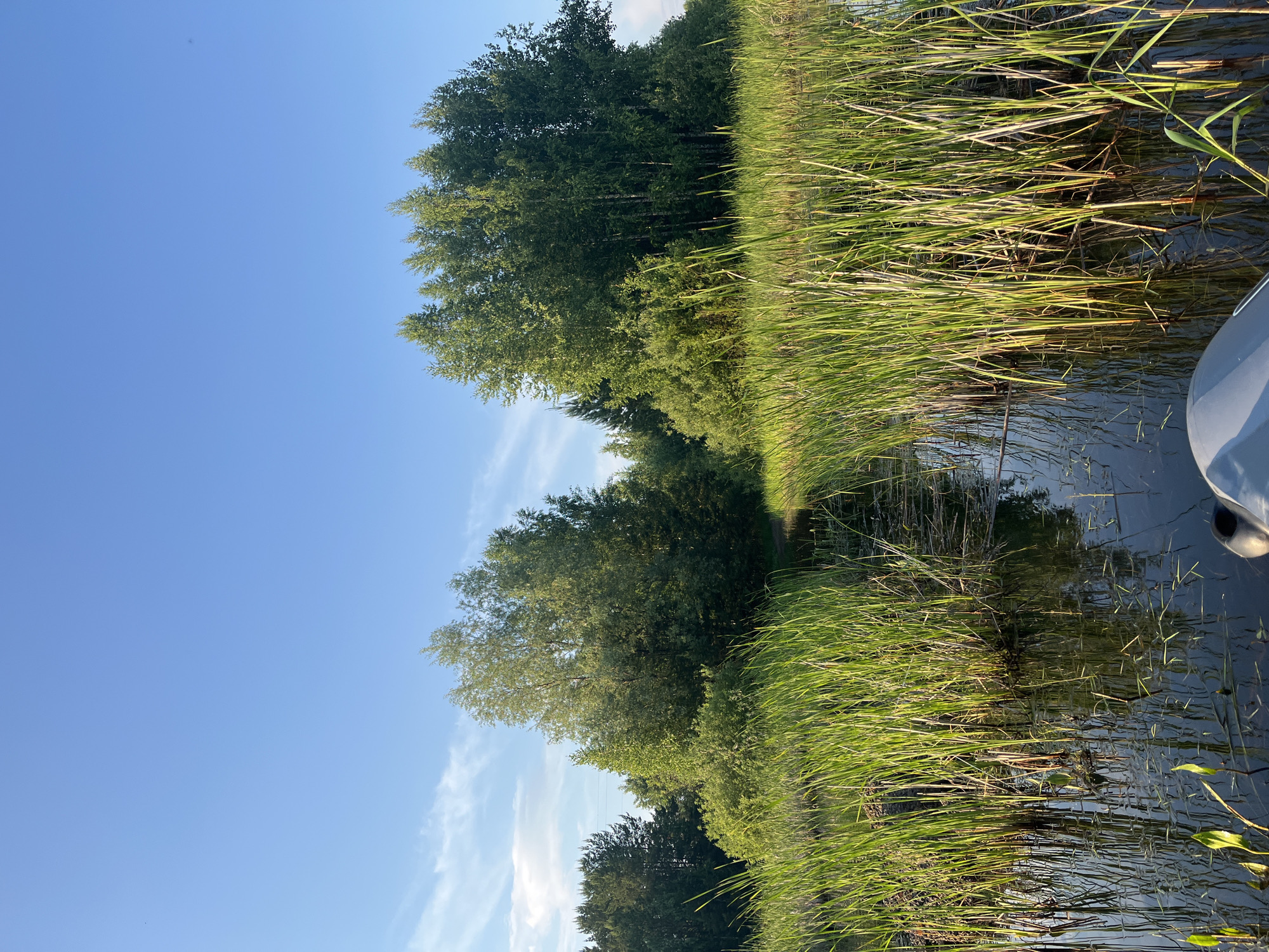 The image depicts a serene natural landscape with a focus on a body of water bordered by tall green reeds. In the background, a dense cluster of deciduous trees forms a green wall against a clear blue sky with a few wispy white clouds. The water's surface reflects the surrounding greenery and the sky, creating a sense of depth and tranquility. The foreground shows the textured stalks of the reeds growing out of the water, with some smaller aquatic plants visible on the surface. A portion of a light-colored object, possibly the edge of a boat or kayak, is visible in the bottom right corner, suggesting that the photo was taken from the water. The scene is bathed in natural sunlight, indicating it was taken during daylight hours. The location appears to be a natural area, likely a lake, river, or marsh, consistent with the natural surroundings found in the city of Chaikovsky, Russia.