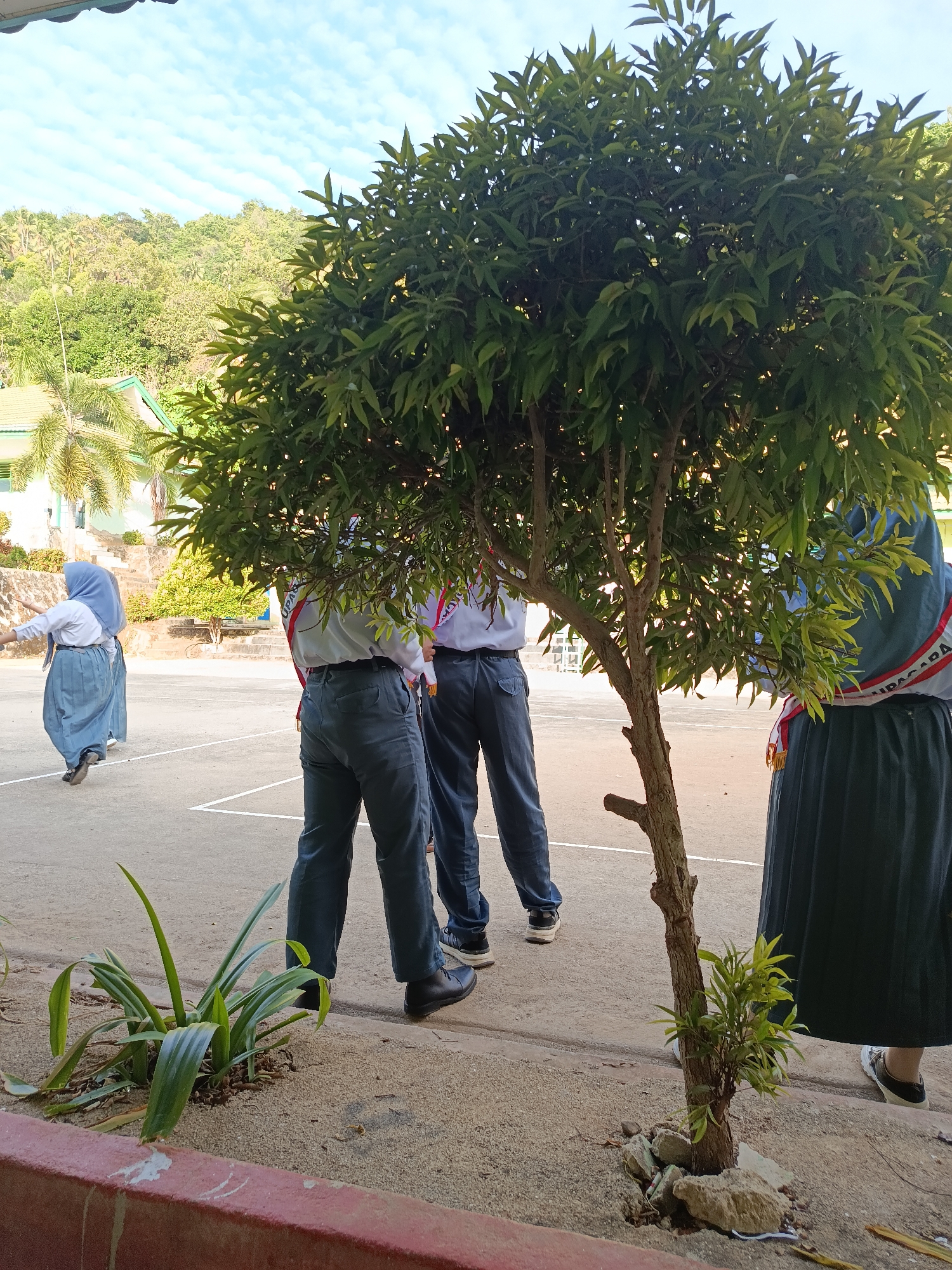 This is a photograph taken outdoors in the city of Mansalean, Indonesia. The scene is a schoolyard or open area with a paved surface marked with white lines, suggesting a sports court or assembly area. In the foreground, a young tree with green leaves grows out of the ground. To the left, a person in a light-colored shirt, grey skirt, and blue hijab is walking away from the camera. In the middle ground, two individuals wearing white shirts, grey pants, and sashes are standing. One of them has a sash with red and white detailing and text that appears to be Indonesian. On the right side of the frame, a person wearing a dark skirt and hijab is standing, also with a sash partially visible. Behind the people, there is a building with a green roof and palm trees, and further in the background, a lush, green hillside covered in vegetation and trees under a bright blue sky with wispy clouds. The lighting suggests it is daytime, possibly late morning or early afternoon.