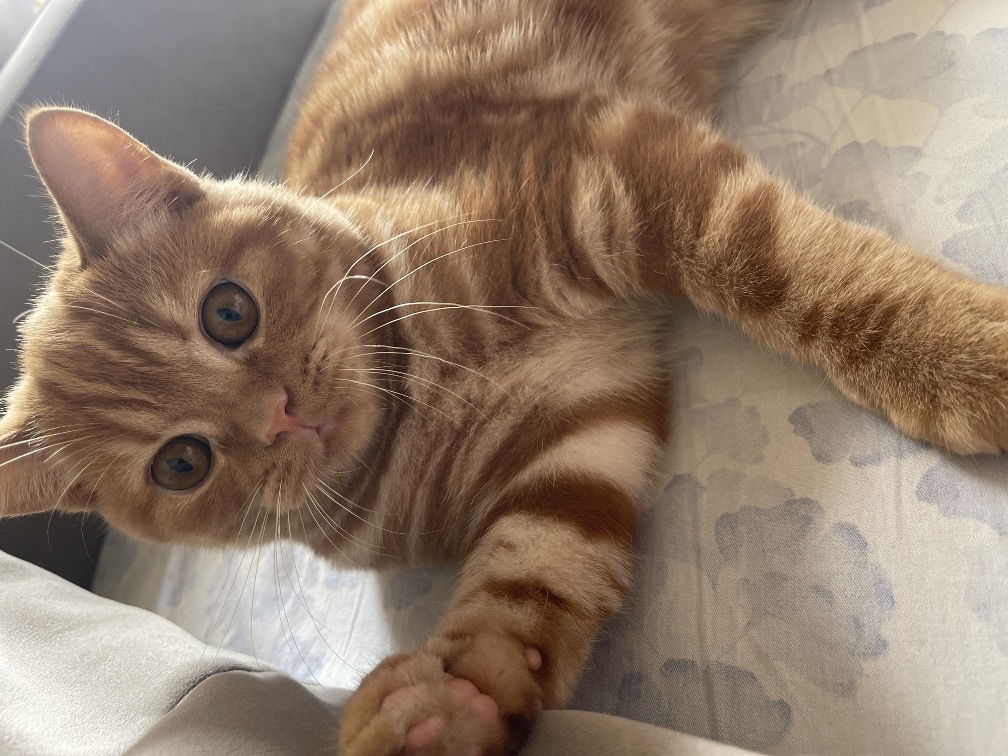 A ginger tabby cat with large, round eyes is lying on a bed with a blue floral pattern. The cat's left paw is raised, revealing pink paw pads. The cat is looking directly at the camera. The environment appears to be an indoor setting, possibly a bedroom. There is no indication of the city of Kommunarka, Russia, in the image.