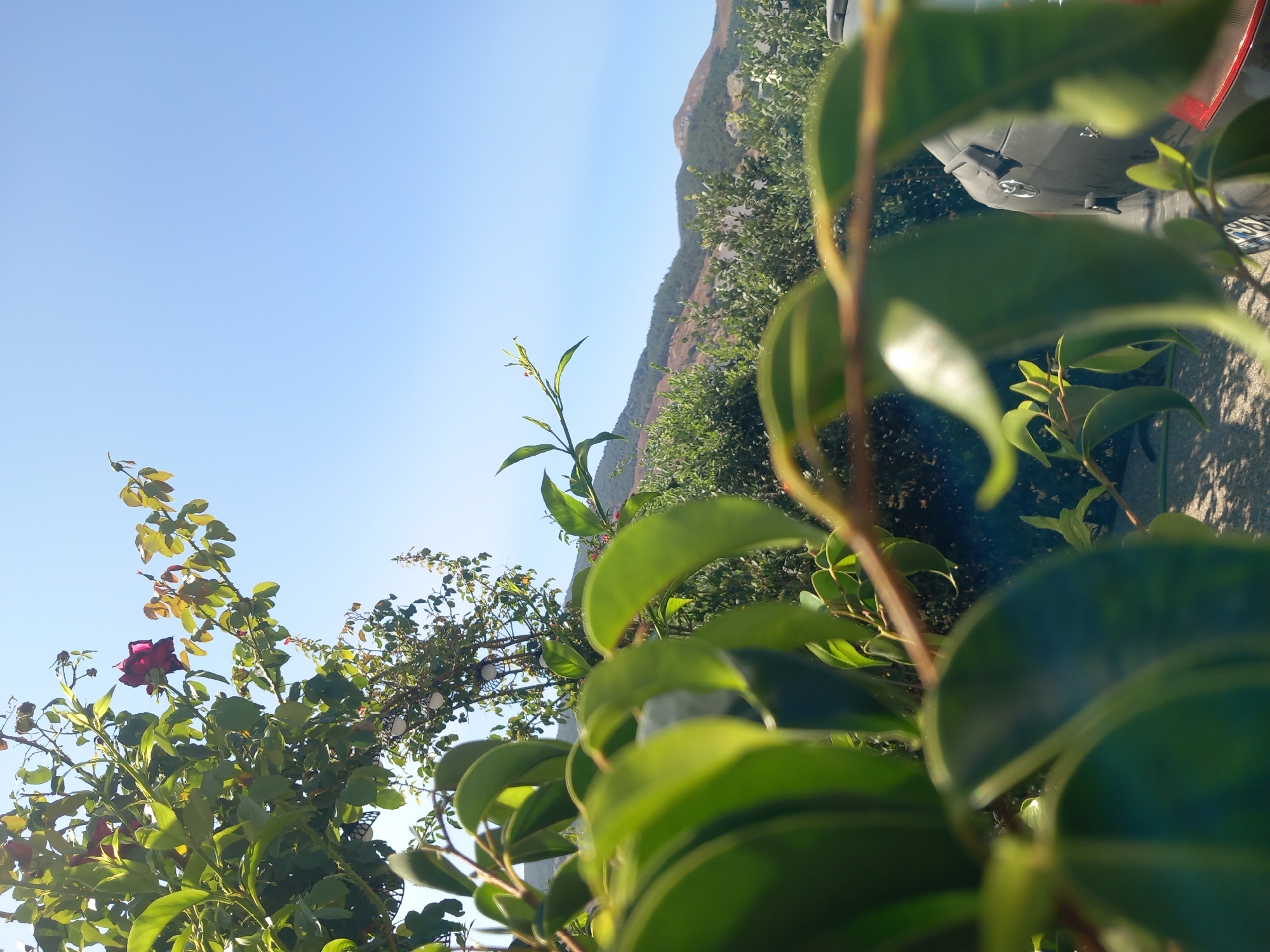 This is a close-up, low-angle outdoor shot, with the foreground dominated by out-of-focus green leaves and a thin brown branch. The leaves are lush and vibrant, with sunlight glinting off their surfaces. In the mid-ground, a dark-colored vehicle is partially visible on the right, with its rear end showing a red taillight. Beyond the vehicle, a dense hedge forms a dark green backdrop. Further in the distance, rolling hills covered in green foliage and trees are seen under a clear, bright blue sky. A single dark red rose is visible on a branch extending from the upper left, reaching towards the sky. The scene suggests a sunny day in a semi-rural or garden setting, possibly in the area of Άγιος Νεκτάριος, Greece, given the vegetation and landscape.
