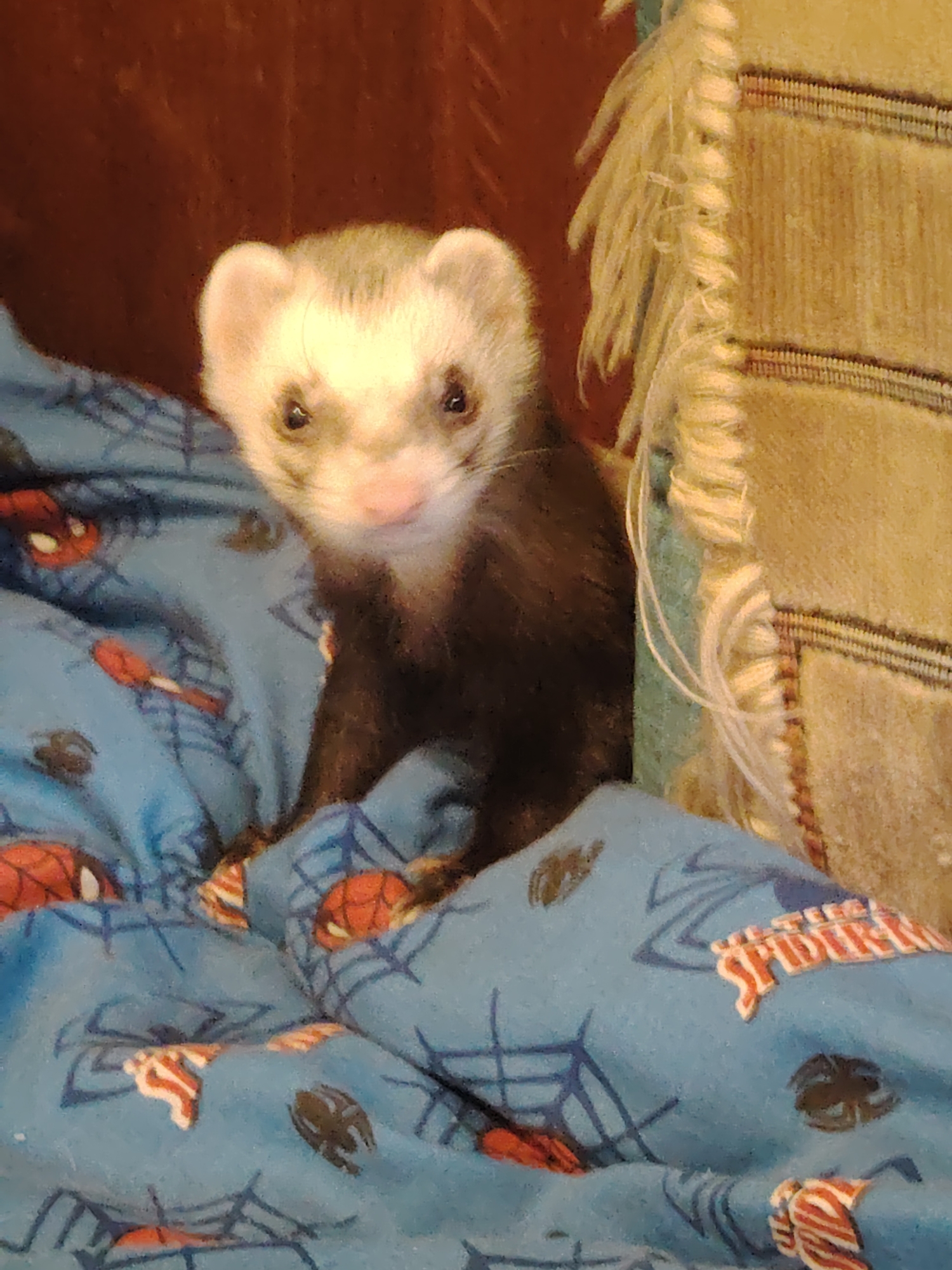 The image shows a close-up of a ferret resting on blue fabric with a Spider-Man pattern. The ferret has white fur on its head and face, dark eyes, and a dark body. In the background, there is a brown surface and a textured, light-colored material with fringe. The lighting is warm and casts soft shadows. There is no indication of the location being in Kyiv, Ukraine.
