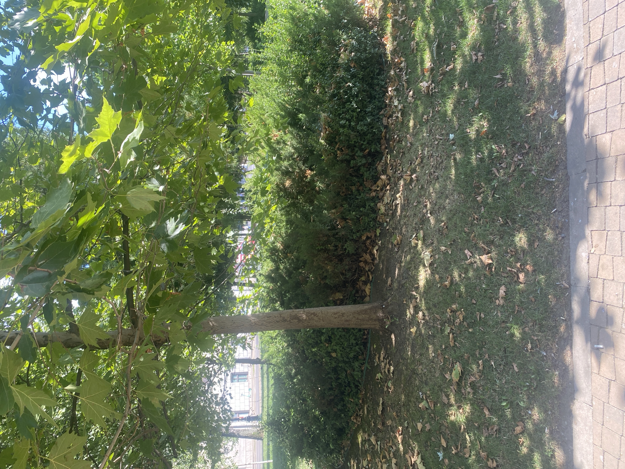 The image depicts a tree with large, green leaves casting shadows on a patch of grass littered with fallen leaves. Behind the tree, a dense, green hedge forms a backdrop. The ground in the foreground is covered by a paved walkway made of light-colored bricks. In the background, glimpses of buildings and possibly a street are visible. The overall scene suggests an outdoor public space, possibly a park or a garden within the city of Iași, Romania, on a sunny day. There are no people or animals visible in the frame. The lighting indicates it is daytime, with bright sunlight filtering through the tree canopy.