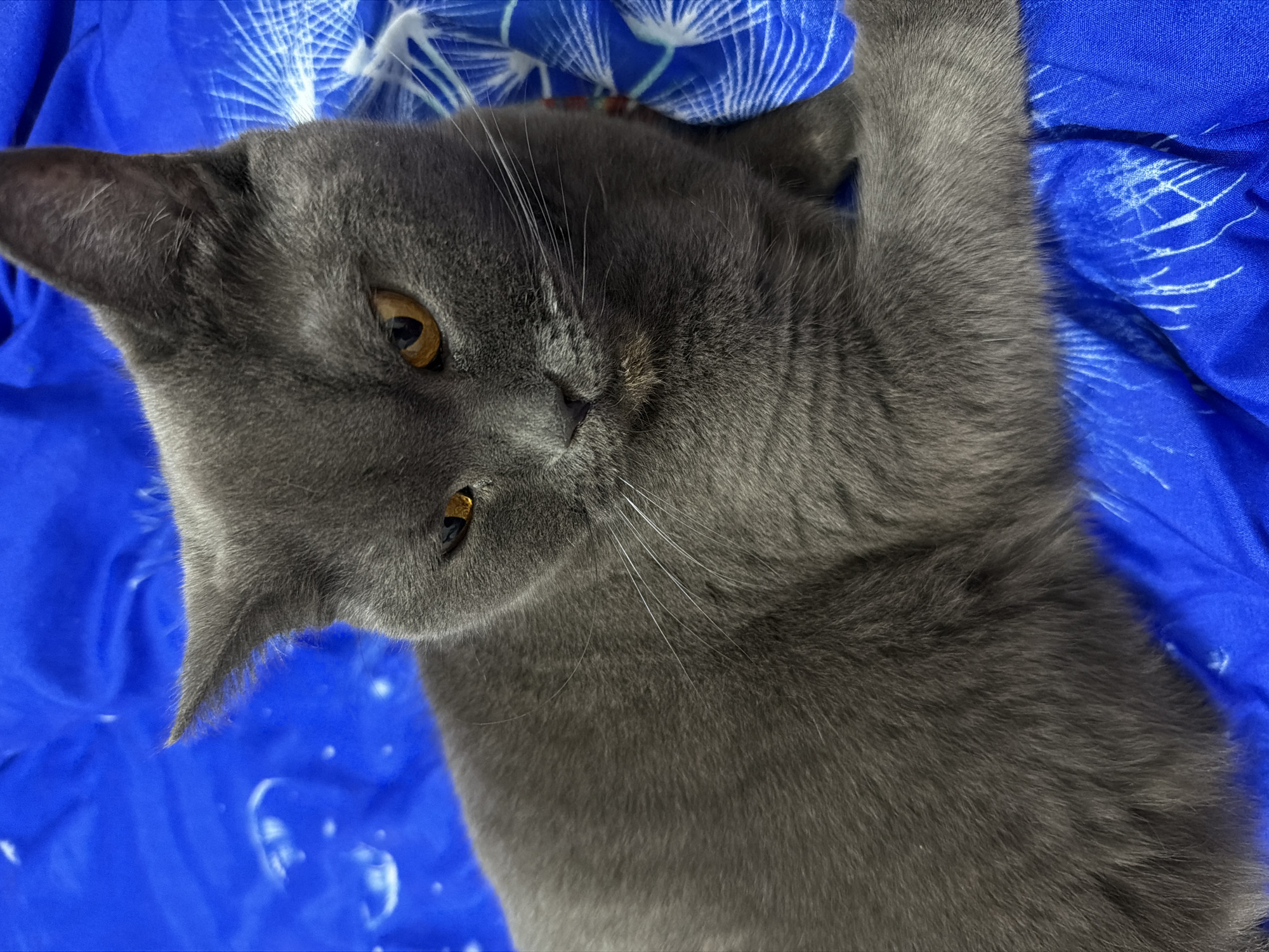 A gray cat with amber eyes is lying on a blue patterned surface. The cat's head is turned towards the viewer, with its body extending to the left and top of the frame. The background is a bright blue fabric with a white, fan-like pattern. The image appears to be taken indoors, and there is no visible indication of the location being in Tsiolkovsky, Russia.