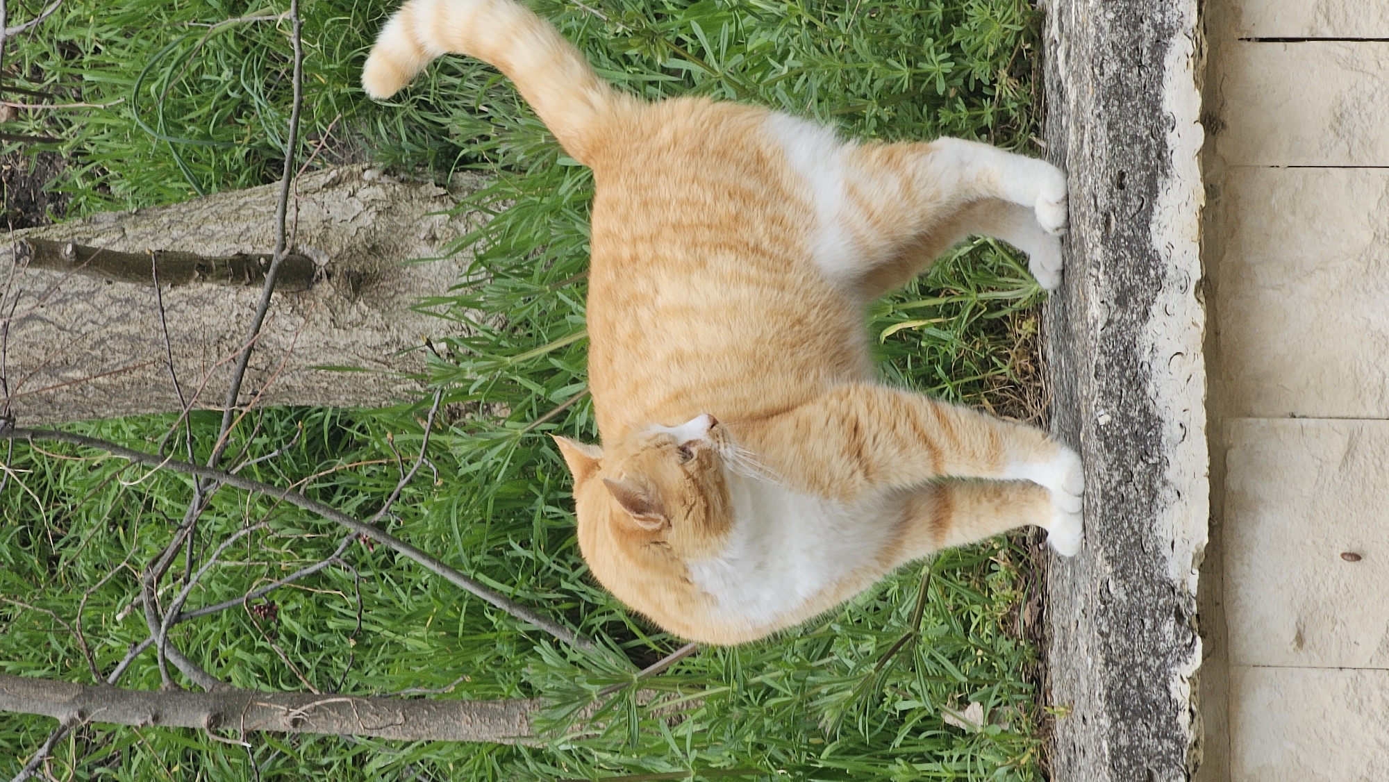 An orange and white tabby cat is standing on a stone ledge in a grassy area. The cat is positioned near a tree trunk and a wall of light-colored stone. The scene appears to be outdoors, possibly in Varna, Bulgaria.