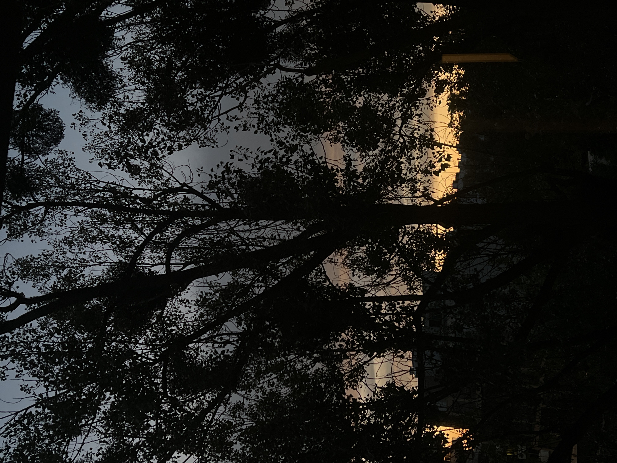 The image shows a silhouetted view of trees and foliage against a sky during sunset. The sky exhibits a gradient of colors, with shades of grey, blue, and orange. In the background, partially visible through the trees, are the outlines of buildings, suggesting an urban environment. The scene is captured at dusk, with low light conditions. The specific location in Warsaw, Poland, cannot be determined from the image alone. There are no people, specific actions, or interactions depicted.