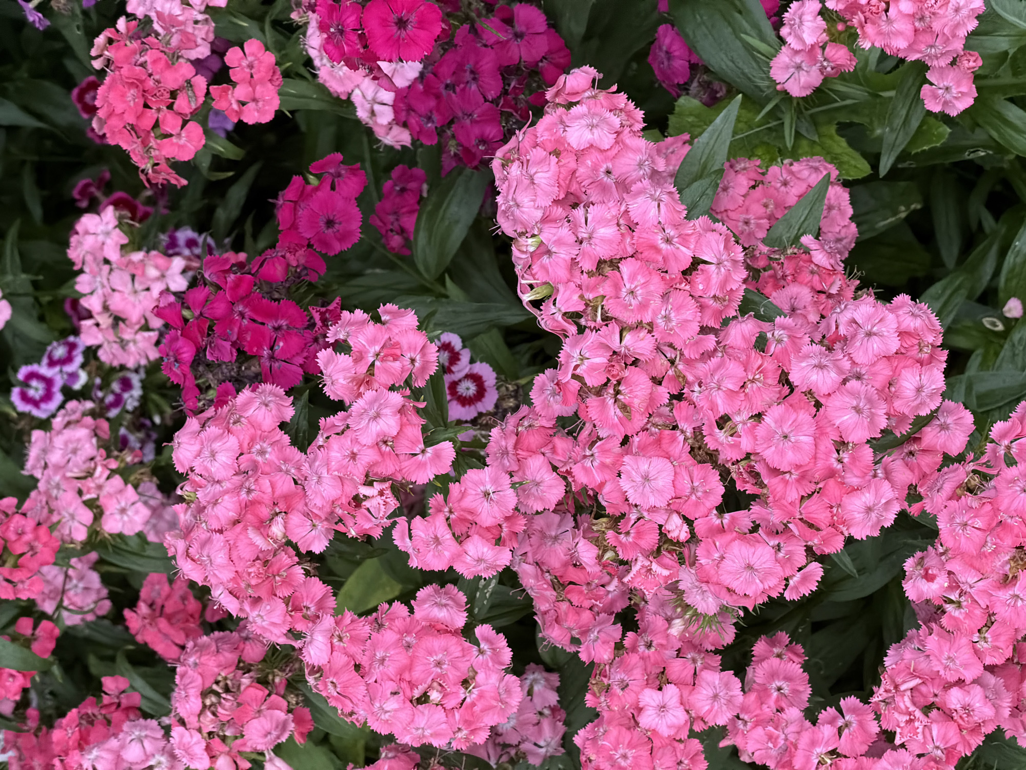A high-angle, close-up shot showcases a dense cluster of pink Dianthus flowers, likely Sweet William, with some interspersed with darker pink and magenta hues. The flowers are in full bloom, with their ruffled petals creating a textured, vibrant carpet. Green foliage provides a natural background, subtly peeking through the blossoms. There are no people or man-made objects visible in the image. The scene is a natural setting, potentially a garden or a park, and no specific location in Zimyonki, Russia, can be identified from the visual information provided.