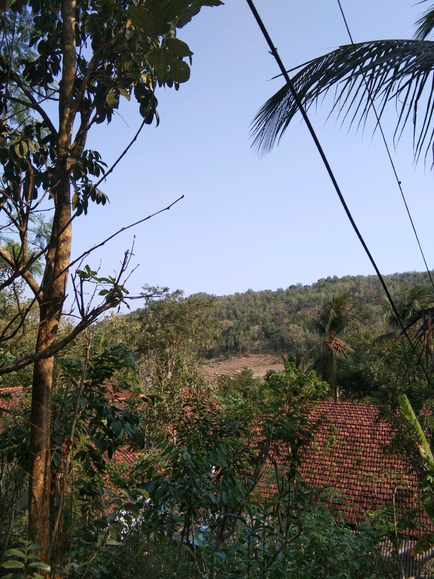 A landscape view shows a rural area in Karangsambung, Indonesia, dominated by lush green foliage and a clear blue sky. In the foreground, a large tree trunk with textured bark is prominently positioned on the left, with its branches extending upwards and to the right, partially obscuring the view. The tree is covered with large, dark green leaves. To the right, a palm frond is visible against the sky, and two dark electrical wires stretch diagonally across the upper portion of the frame.
Below the foliage, the reddish-brown tiled roofs of several houses are visible, peeking through the dense greenery. In the middle ground, a forested hillside rises, covered with a variety of trees and vegetation. A terraced field is visible on the lower slope of the hill, suggesting agricultural activity. The overall scene is serene and natural, indicative of a tropical rural environment.
