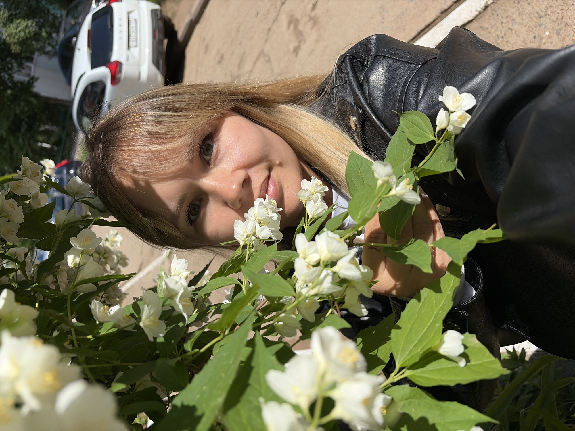 The image features a young woman with blonde hair and bangs, wearing a black leather jacket, captured outdoors in bright sunlight. She has light-colored eyes and a gentle smile, looking directly at the camera. Her face is positioned close to a dense bush of white jasmine flowers with vibrant green leaves, and her right hand appears to be interacting with the blossoms.
In the background, partially out of focus, is a white SUV or crossover car. A partially obscured Russian license plate is visible on the rear of the vehicle, which, combined with the provided context, places the scene in Chaikovsky, Russia. The strong natural lighting suggests it is daytime, likely a sunny morning or afternoon, with clear skies casting distinct shadows. Paved ground and additional greenery are also visible in the outdoor setting. The overall impression is one of natural beauty and a relaxed moment, with the woman enjoying the blooming jasmine flowers.