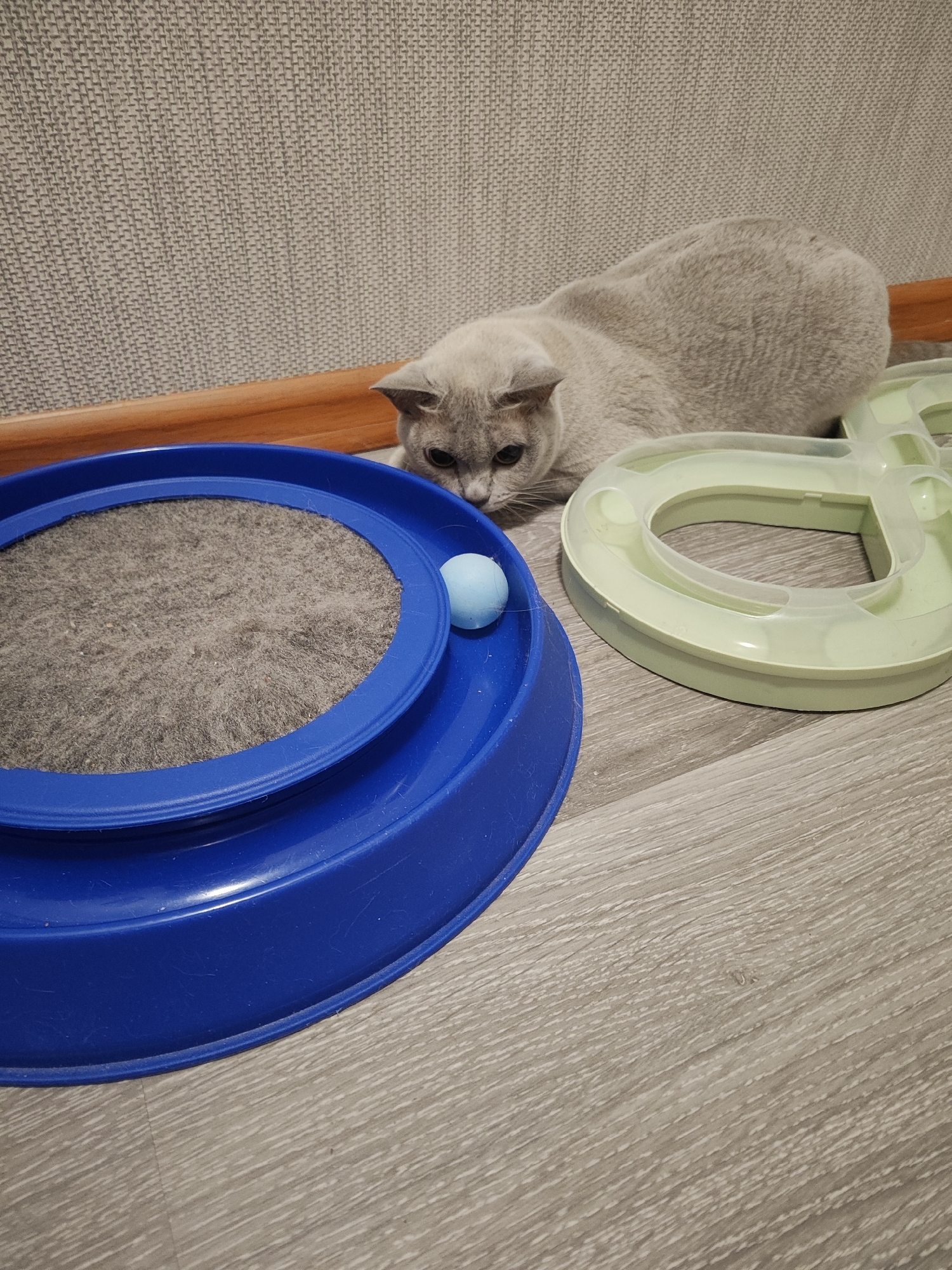 A light gray British Shorthair cat is lying on a light gray wooden floor in front of a textured gray wall. To the left of the cat is a blue plastic toy with a scratching surface and a light blue ball. To the right of the cat is a light green and clear plastic cat toy with a track. The scene appears to be indoors, possibly in a home environment. No specific location in Gvardeysk, Russia, is discernible from the image.