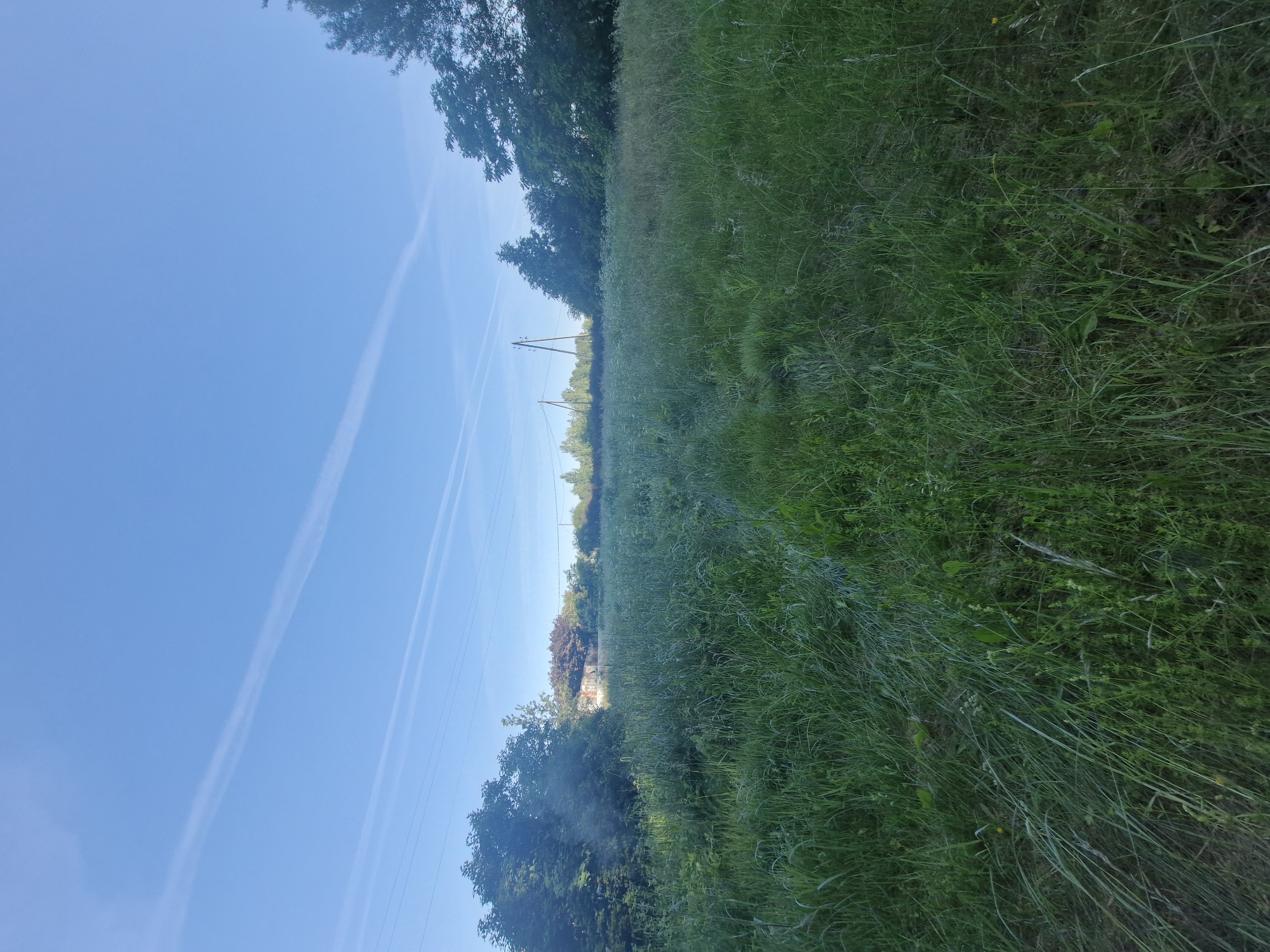 The image shows an outdoor scene dominated by a vast expanse of tall green grass and vegetation. In the background, there is a clear blue sky with a few wispy white clouds, possibly contrails from an aircraft. Scattered across the horizon are trees of varying heights and densities. Some smaller structures, possibly residential buildings, are partially visible amongst the trees. Power lines and utility poles are also present, indicating proximity to infrastructure. The foreground is filled with lush, untamed grass, suggesting a natural or undeveloped area. The lighting indicates it is daytime, with bright sunshine casting natural illumination on the scene. There are no people or animals visible in the image.