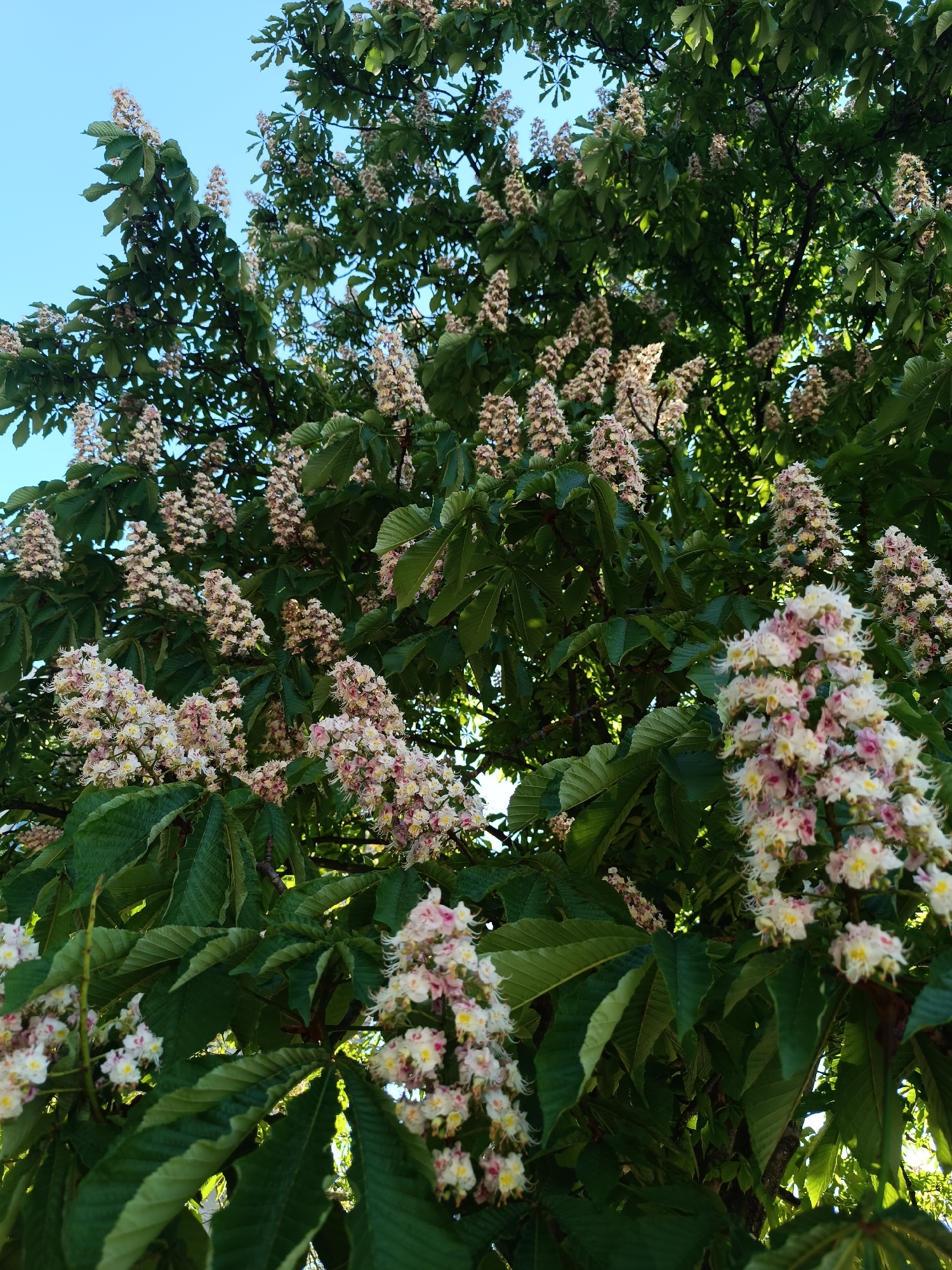 A low-angle, sunlit shot depicts a tree in full bloom, its canopy filling most of the frame against a clear blue sky. The tree features large, multi-lobed green leaves and numerous clusters of white and pale pink flowers in cone-shaped arrangements. The blossoms are prominent throughout the tree, some appearing dense and close to the viewer, while others are further back, suggesting a dense canopy. The location is Pleven, Bulgaria.