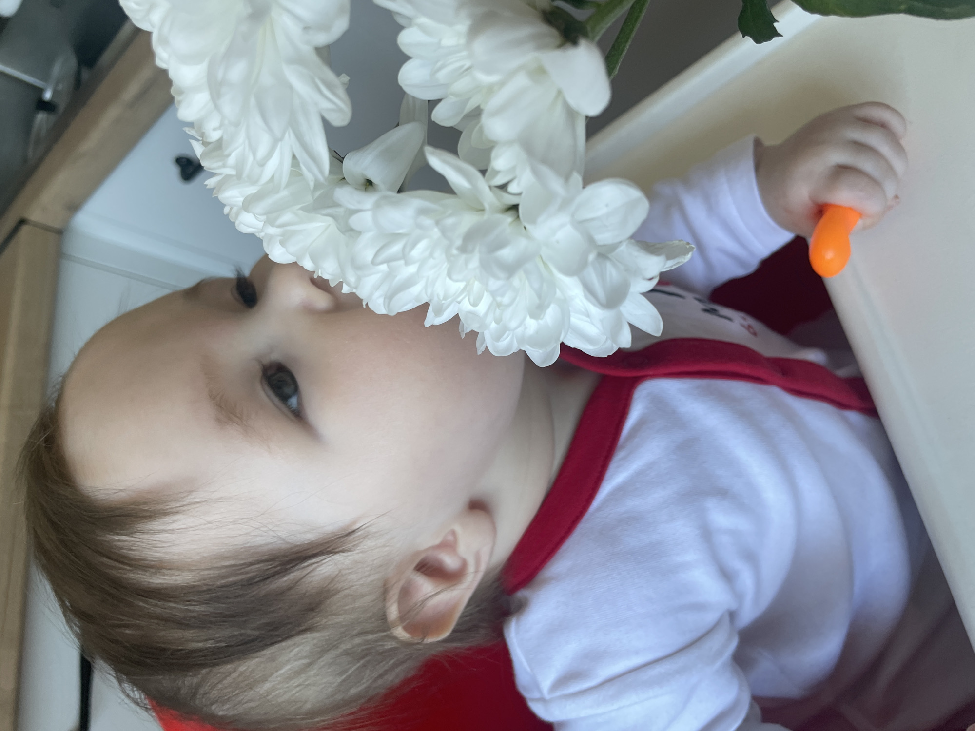 A baby sits in a highchair, appearing to interact with a bouquet of white chrysanthemums. The baby is wearing a white shirt with red trim. The baby's hand holds an orange object on the highchair tray. The location is implied to be Chaikovsky, Russia.