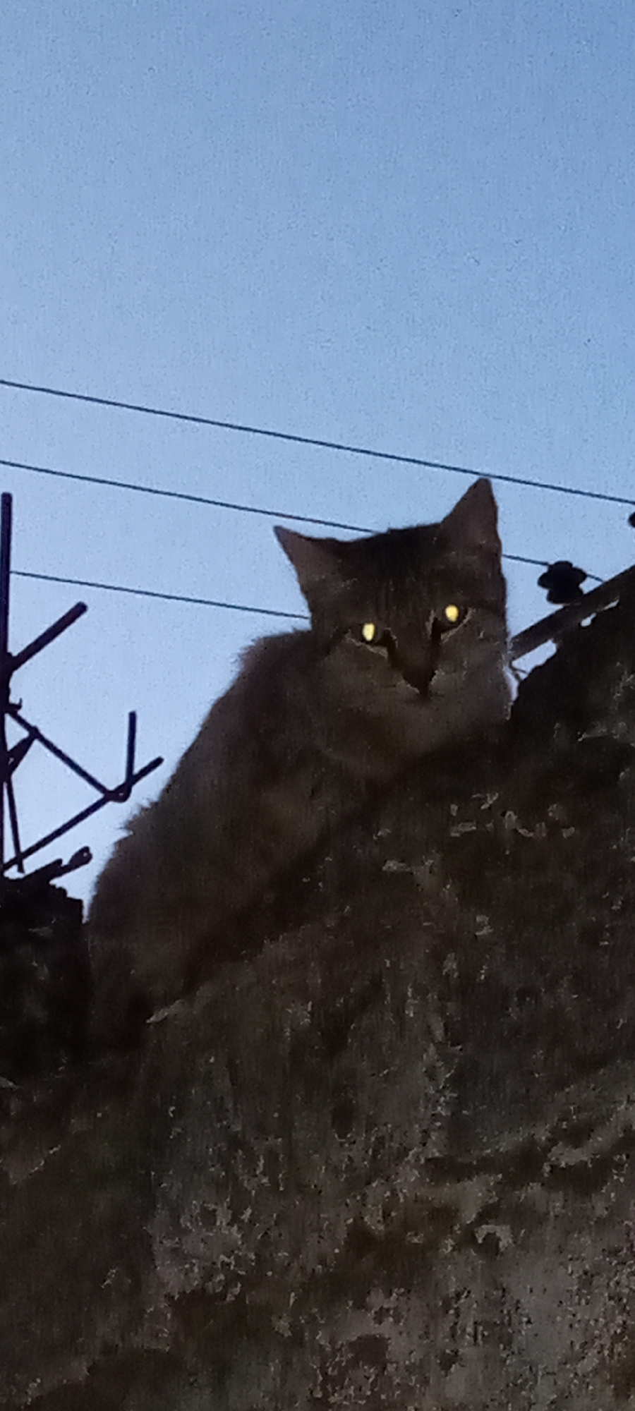 A cat sits on a textured surface against a light blue sky with overhead wires. The cat's eyes reflect light, appearing yellow. Spiked metal structures are visible to the left of the cat. The location appears to be an urban setting.