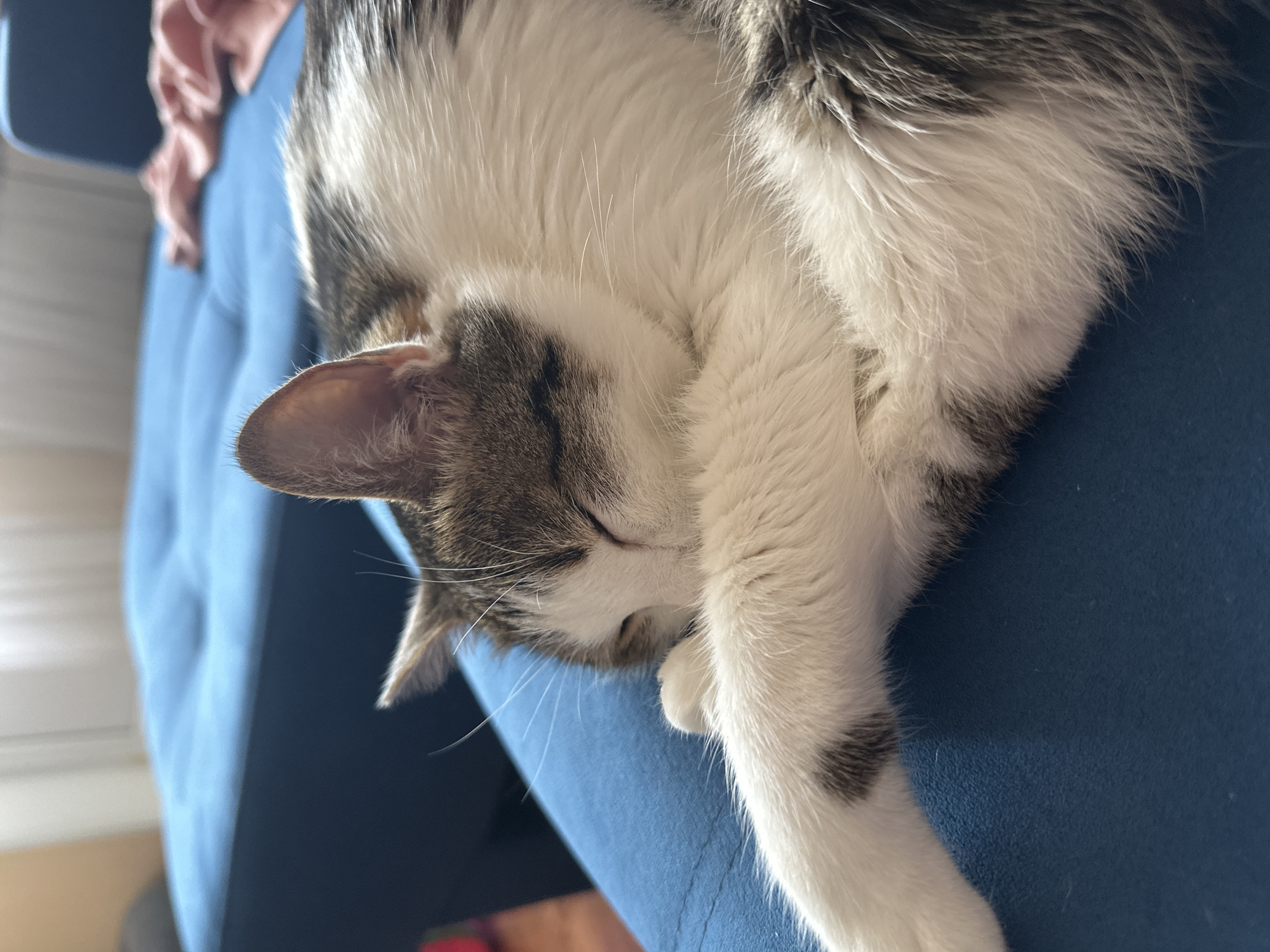 A close-up shot shows a sleeping cat curled up on a blue surface, possibly a piece of furniture. The cat is mostly white with patches of grey/brown tabby markings on its head and back. The cat's head is resting on its paws. The lighting is soft, suggesting an indoor environment. There is no evidence to suggest this image was taken in Krasnoyarsk, Russia.