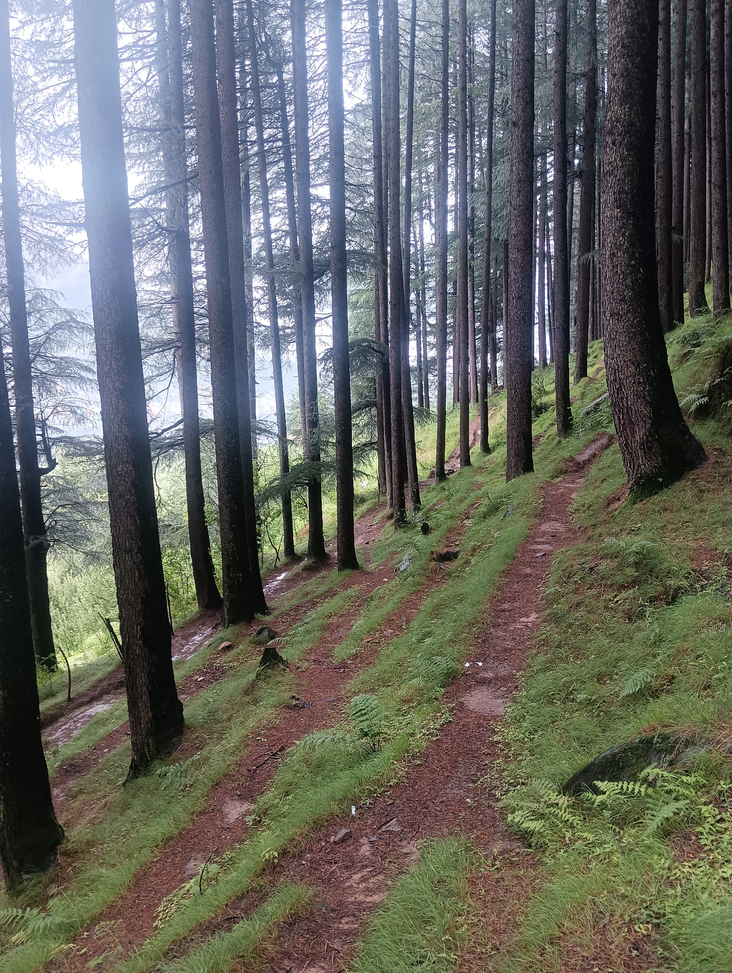 A forest scene in Chhyal, India features a dense stand of tall, slender coniferous trees with dark bark, growing on a steep, grassy slope. A narrow, winding dirt path, strewn with pine needles and patches of green grass, traverses the incline from the lower left to the upper right of the frame. The ground is damp, with some areas appearing wet. The atmosphere is overcast, suggesting a cool, possibly misty day. No people are visible in the image.