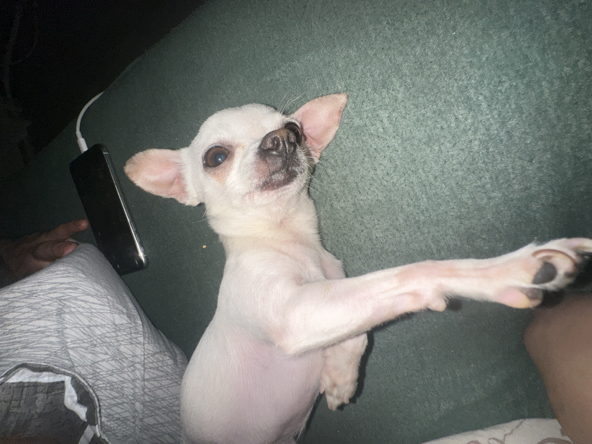 A white chihuahua dog is lying on its back on a green textured surface, possibly a couch. The dog has its front right paw extended towards the viewer. A partially visible smartphone with a white charging cable attached is to the left of the dog. To the left of the phone is a person's hand and leg, clad in grey patterned clothing. The right side of the image contains a partially visible human leg. The location is not identifiable as Sliven, Bulgaria.
