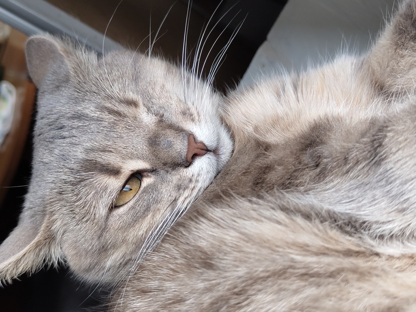 A close-up shot depicts a grey tabby cat lying on its side. The cat has one eye open, revealing a golden iris with a vertical pupil. The cat's fur appears soft and well-groomed, with a mix of grey and white tones. The background is blurred and indistinct, obscuring the location.