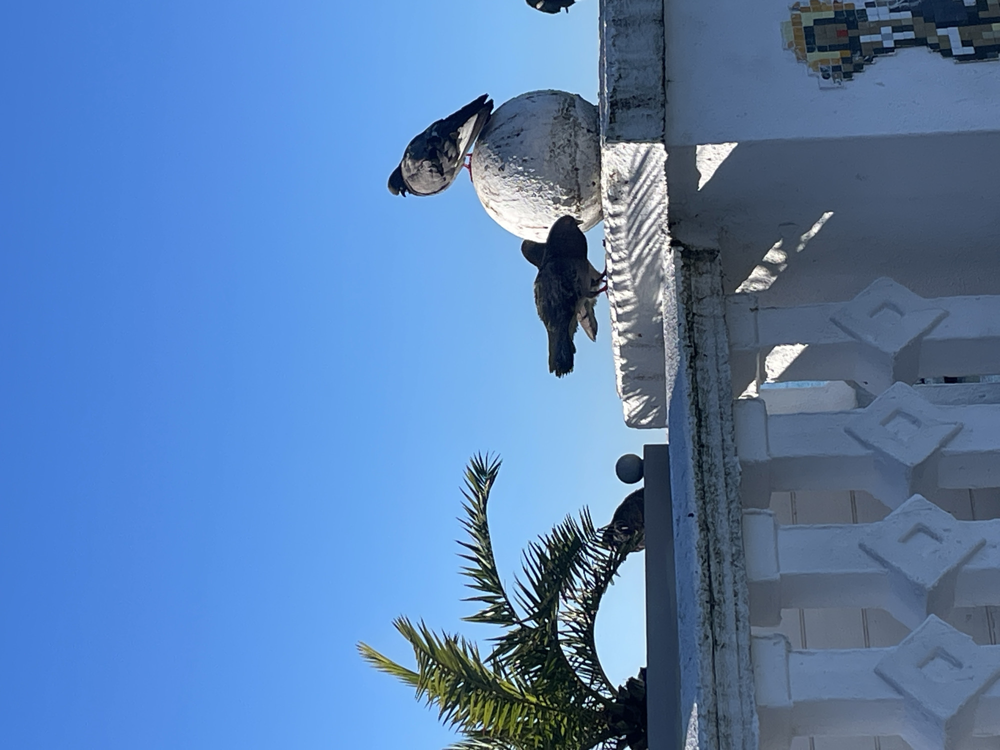 This image captures a vibrant, sunny daytime scene in Sochi, Russia, viewed from below, looking up towards a clear blue sky. The photo appears to be taken with a vertical orientation but is displayed rotated 90 degrees counter-clockwise.
The primary subjects are three birds and a segment of a white, ornately decorated building, alongside a lush palm tree. Two birds are prominently featured, perched on a white spherical architectural element that is part of the building's facade. One is a grey pigeon, resting atop the sphere, while a smaller, darker bird clings to its side. A third, partially visible bird can be seen nestled among the fronds of the palm tree on the left side of the frame.
The building itself is painted white and features distinctive architectural details, including a repeated pattern of raised diamond shapes. In the upper right corner, a pixel art mosaic, possibly resembling an early video game character or symbol, adds an unexpected contemporary touch to the traditional architecture. Strong, defined shadows are cast by the building's features and the palm fronds, indicating bright sunlight and a clear sky. The verdant fronds of the palm tree occupy a significant portion of the lower left, extending upwards against the vivid blue sky, contributing to a warm, resort-like atmosphere.
There is no visible text in the image. The scene suggests a tranquil moment on a bright, pleasant day in Sochi.