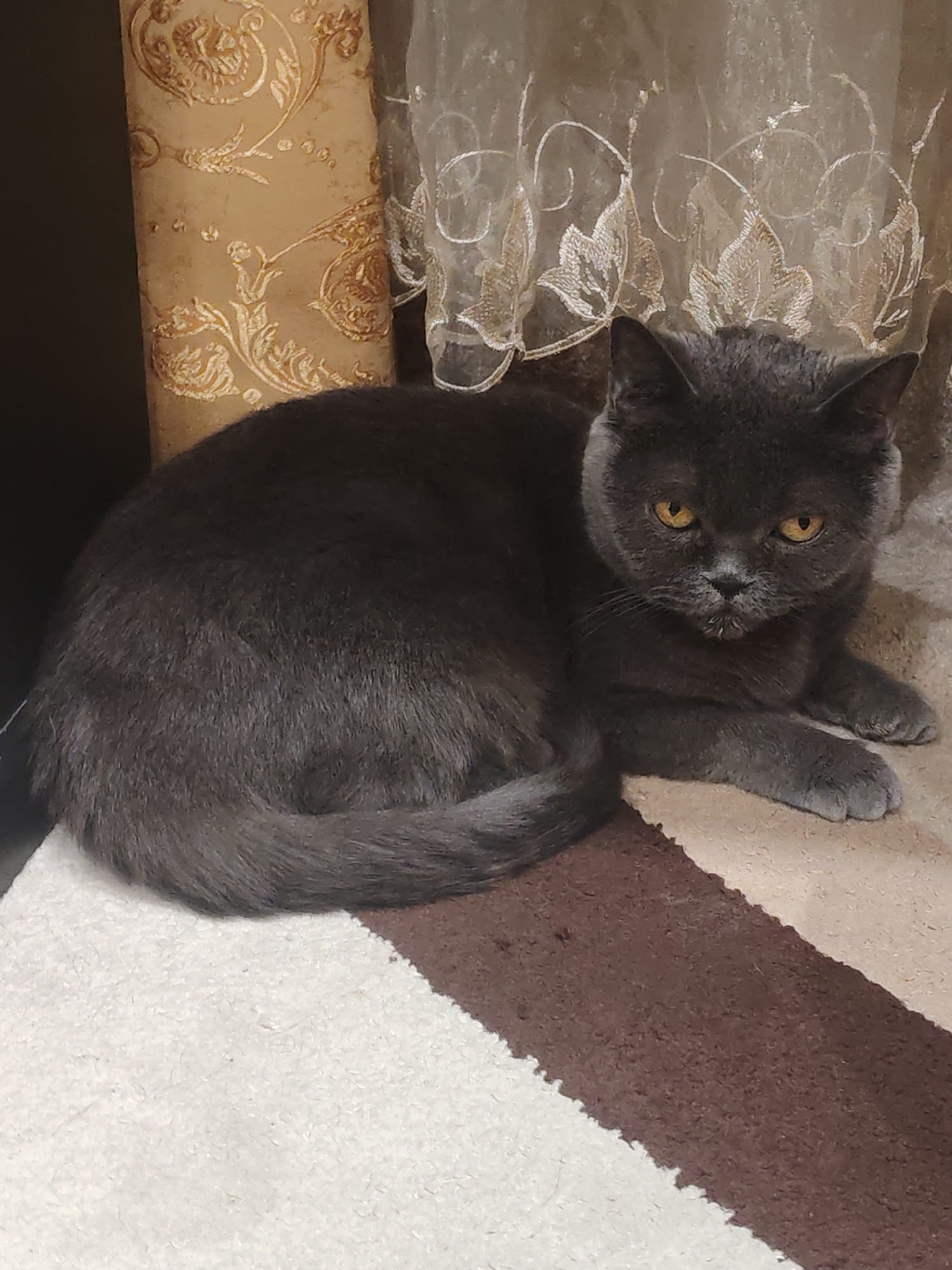 A charcoal gray, short-haired cat with orange eyes is lying on a rug. The rug has a striped pattern of white and brown. The cat is positioned in the lower right quadrant of the image. In the background, there is a wall with ornate gold and brown wallpaper, and a sheer white curtain with a floral pattern. The setting appears to be indoors.