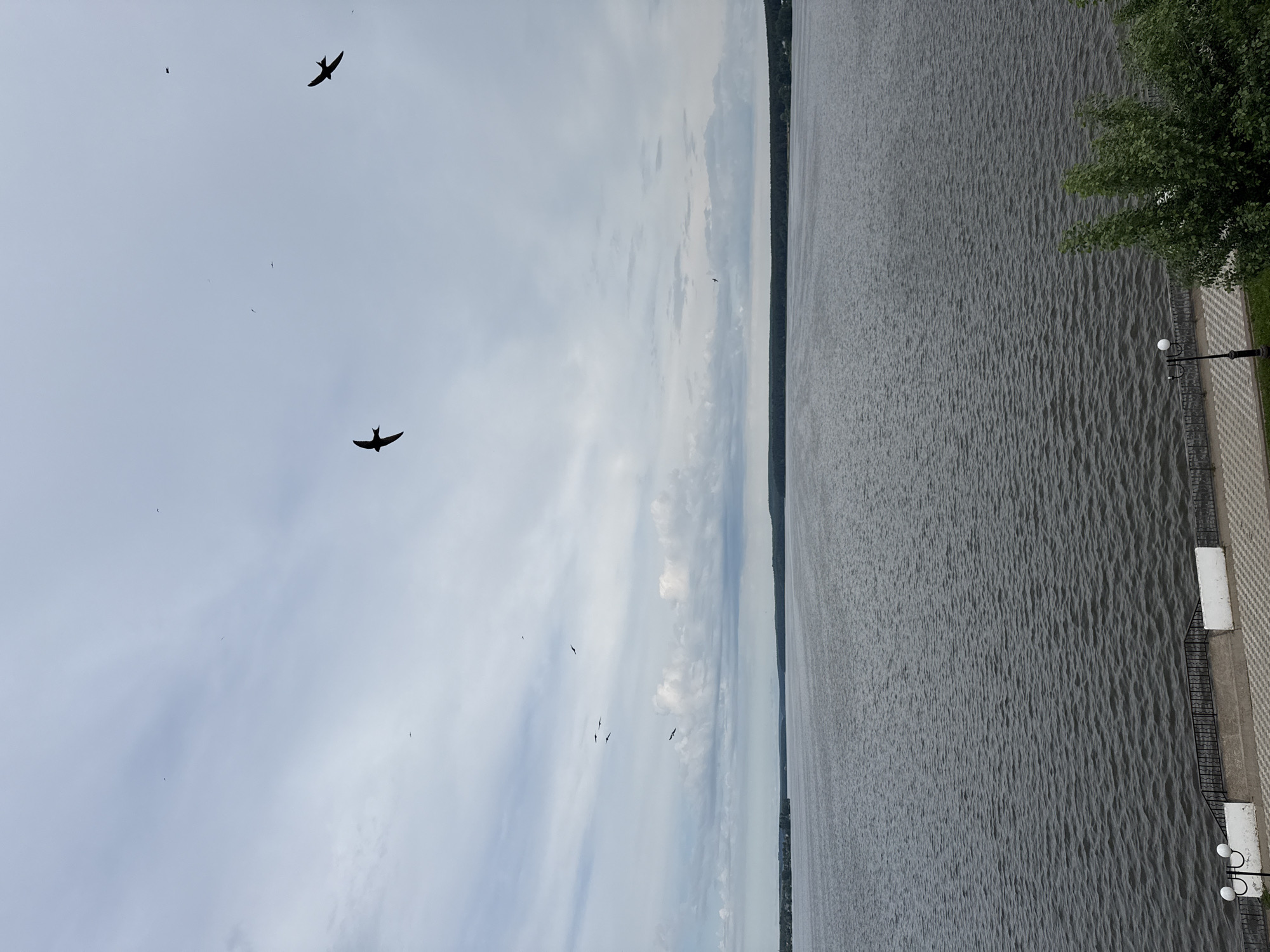 The image, rotated to landscape orientation, depicts a serene waterfront scene under an overcast sky. The sky, occupying the upper portion, is a light gray with soft, diffused clouds. Several dark silhouettes of birds, appearing to be swifts or swallows, are scattered across the sky, with two prominent ones in the upper right and lower center, and many smaller, less defined birds throughout.
Below the sky, a wide expanse of water fills the middle ground and extends to the left. The water surface is textured with numerous small ripples, suggesting a light breeze. A distant shoreline, appearing as a dark, thin strip of trees or land, marks the horizon across the water.
On the right side of the image, an embankment or promenade runs parallel to the water. It features a paved pathway with a distinctive light and dark checkered pattern. Along the edge of the path, there are black metal railings and at least two street lamps with white spherical lights. Green foliage, likely from trees or bushes, partially obscures the upper right corner, indicating vegetation along the embankment. One visible white bench or structure is also present along the path.
The overall scene conveys a calm and somewhat muted atmosphere, typical of an overcast day. Given the provided context, this is likely a view of the Votkinsk pond or a river in Votkinsk, Russia. There is no visible text in the image.