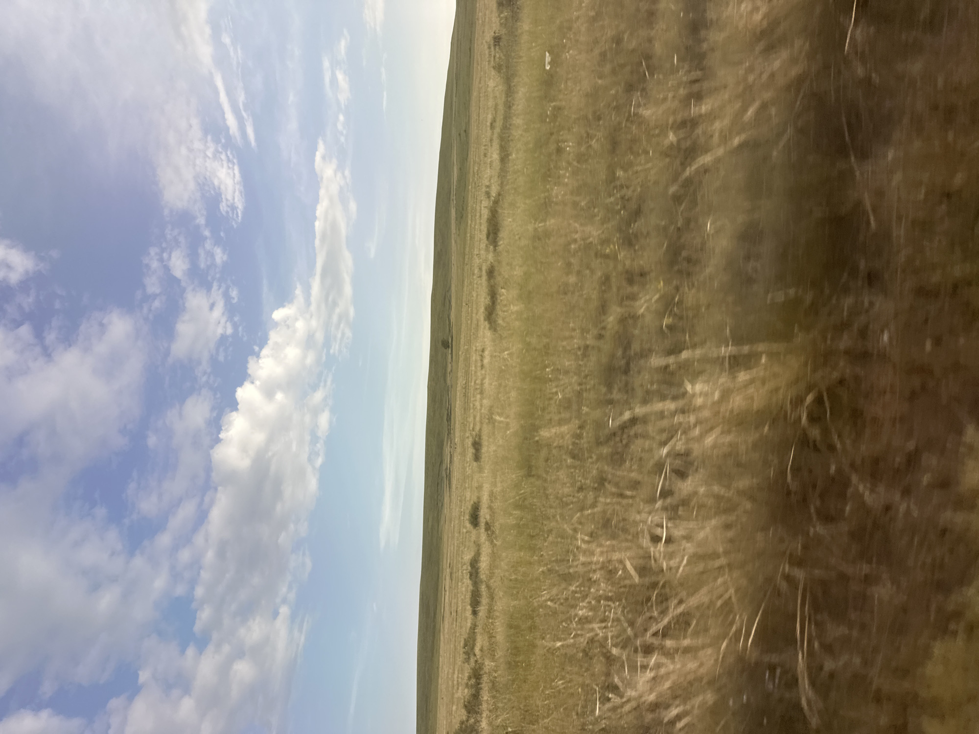 The image depicts a vast, open grassland under a bright, partially cloudy sky. The landscape is dominated by dry, golden-brown grasses that sway in the wind, creating a sense of movement and texture. A gentle slope rises in the distance, forming the horizon. The sky is a mix of soft blue and white clouds, suggesting a clear, perhaps warm day. The scene conveys a feeling of natural beauty and tranquility. The image is oriented vertically, with the sky on the left and the grassland on the right. There are no people or man-made objects visible, emphasizing the raw, undeveloped nature of the environment. The time of day appears to be daytime, likely late morning or early afternoon, given the brightness of the light and the clear sky. The location is suggested to be Novonikolaevka, Russia.