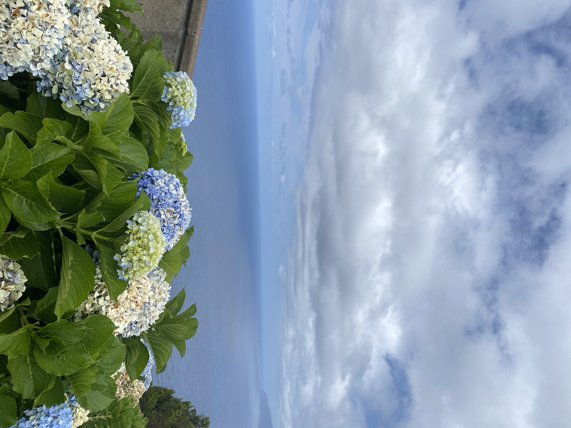 This is an eye-level, medium shot taken on a cloudy day in Porto Moniz, Portugal. In the foreground, a lush cluster of hydrangeas with blooms in shades of blue, white, and pale green creates a vibrant display. Behind the flowers, a weathered concrete retaining wall runs horizontally across the frame. The middle ground is dominated by the vast expanse of the deep blue Atlantic Ocean, stretching to the horizon. In the distance, a rugged coastline is visible on the right. The sky is filled with a dramatic arrangement of grey and white clouds, with patches of blue peeking through.