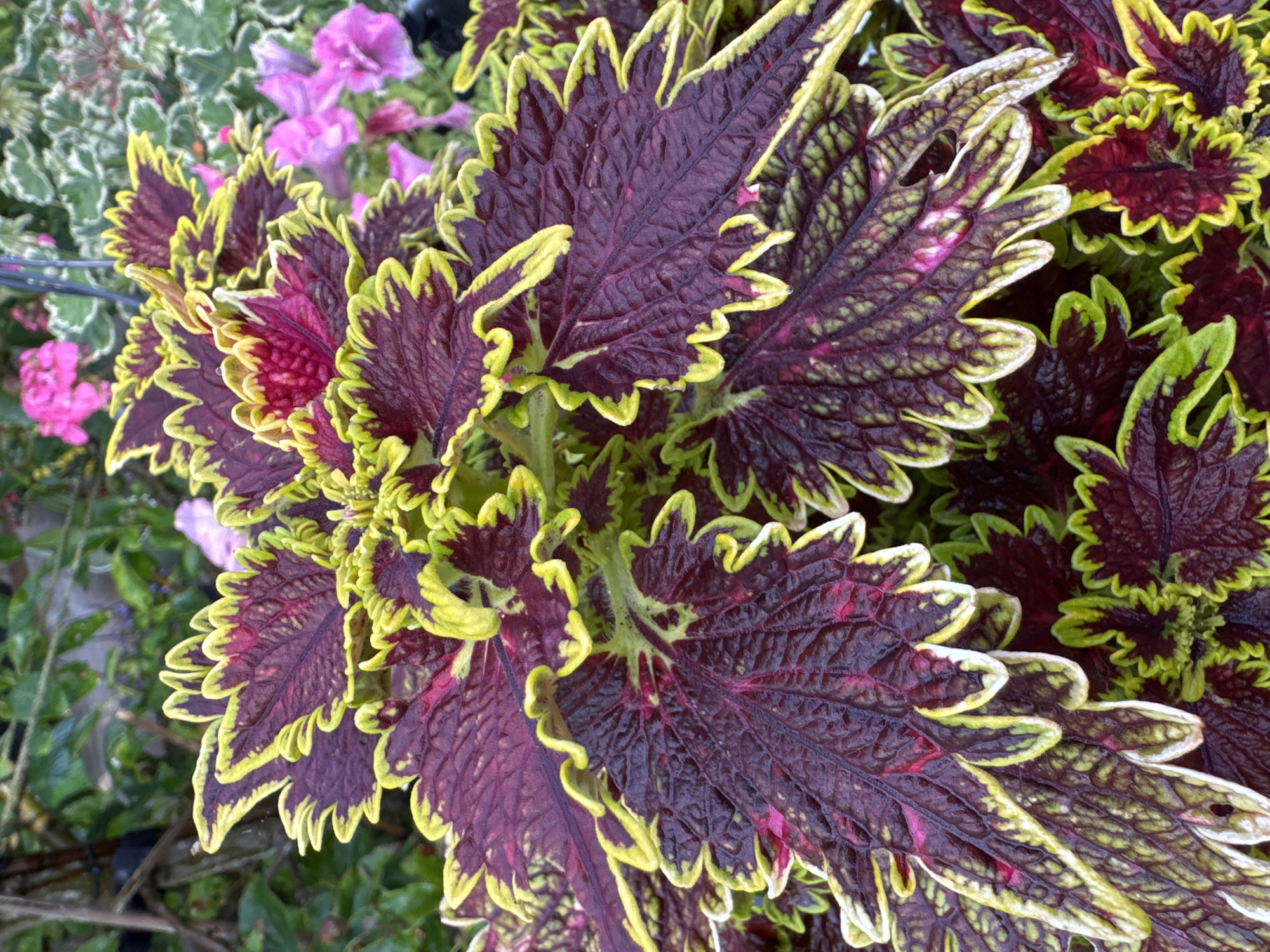 This is a close-up, eye-level shot of a coleus plant with deeply serrated, ruffled leaves. The leaves are predominantly a dark burgundy color, with striking lime green and yellow edges. The veins on the leaves are prominent, creating a textured appearance. In the background, blurred pink flowers are visible, suggesting a garden setting. The image is well-lit, highlighting the vibrant colors and intricate details of the plant. The location is Unknown, Unknown.