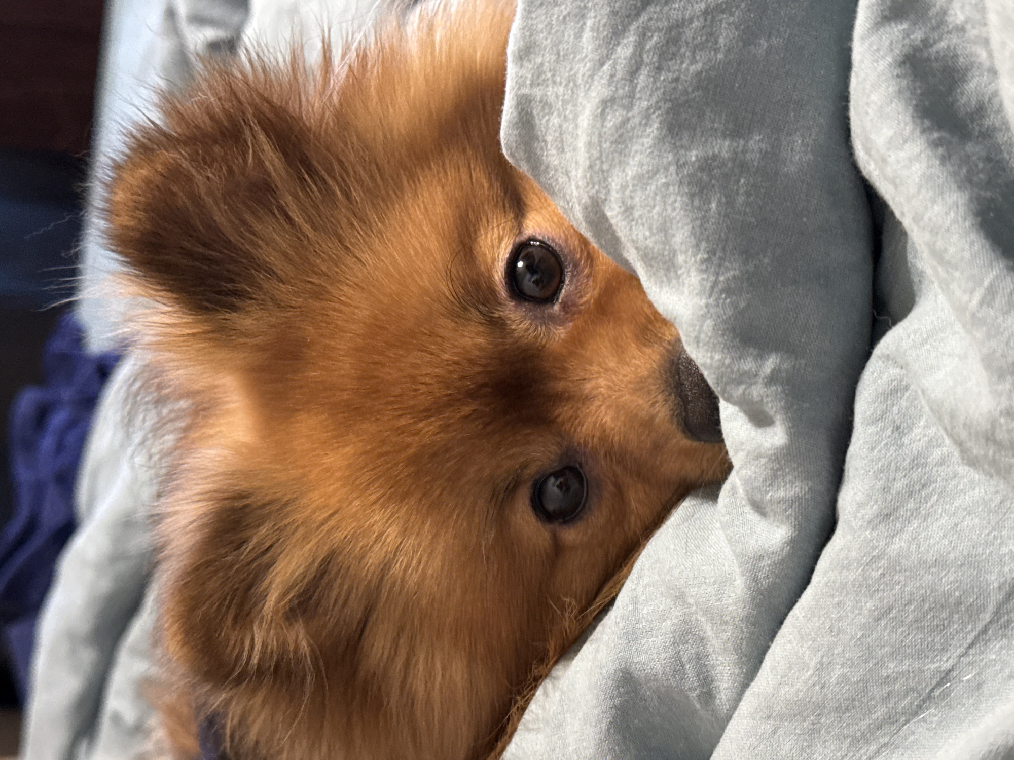 A close-up, low-angle shot shows a Pomeranian dog with reddish-brown fur peeking out from under a light blue comforter. The dog's head is tilted downwards, with its eyes looking directly at the camera. The dog's ears are upright and fluffy. The background is out of focus, showing a dark blue blanket and a hint of a dark brown surface. The image was taken in Khimki, Russia.
