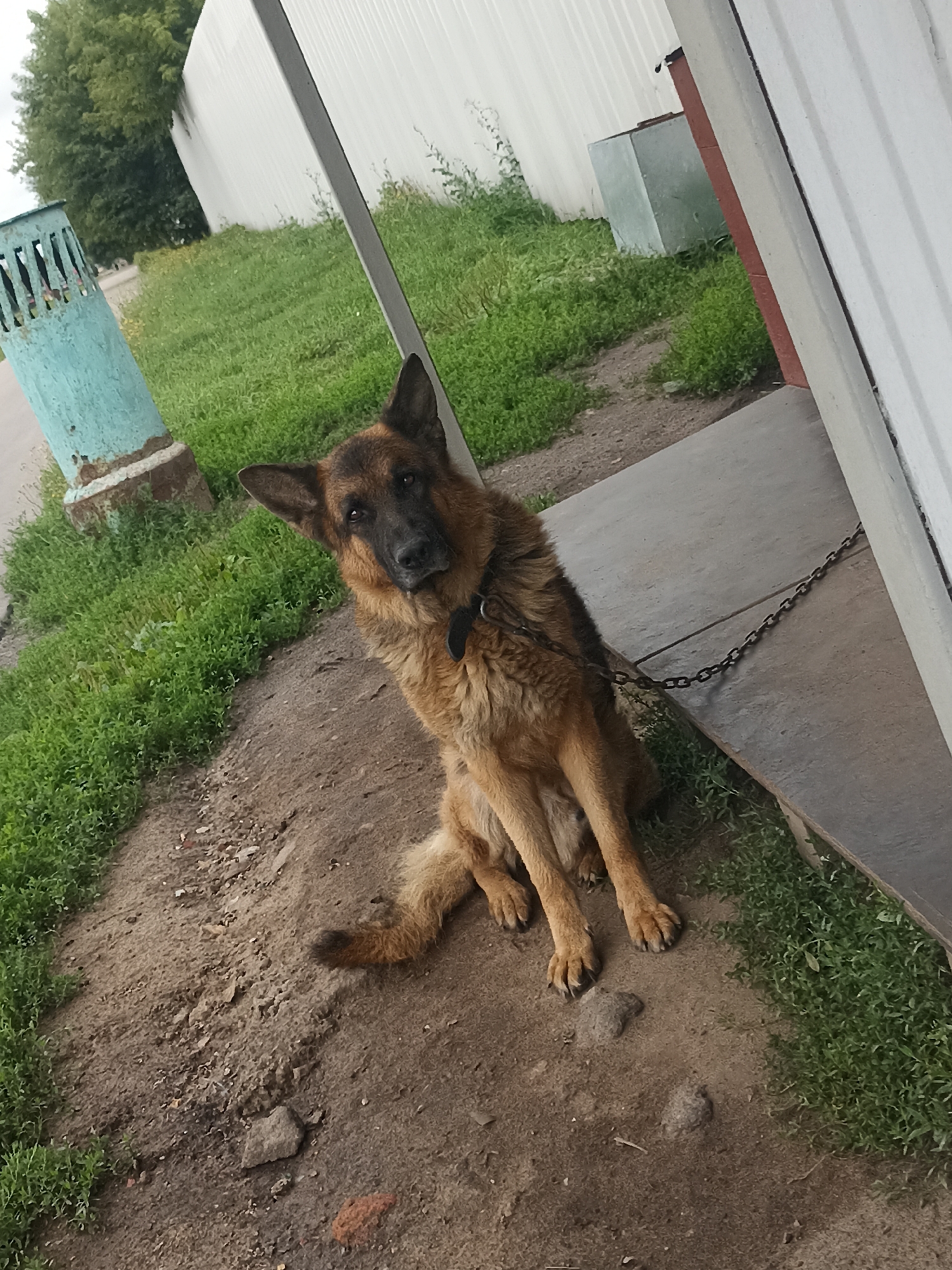 An adult German Shepherd dog is chained to a building and sitting on a concrete surface next to a grassy area. The dog is facing the camera with its head tilted slightly to the left. The background shows a white corrugated metal fence and some greenery. A blue metal trash can is visible on the left side of the image. The scene appears to be an outdoor area, possibly a yard or alley.