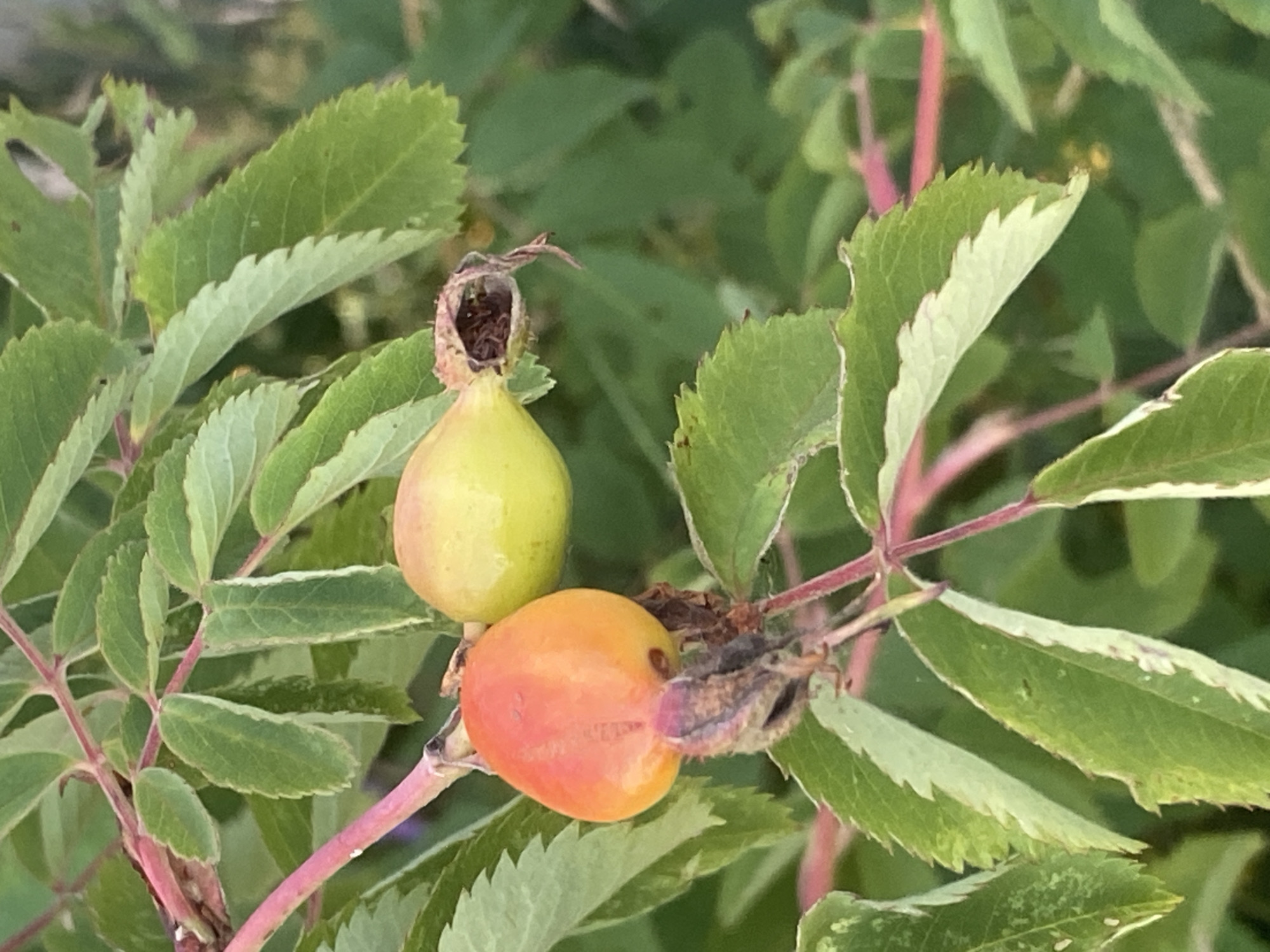 In the city of Tolbazy, Russia, a close-up, vertically oriented, eye-level shot captures a branch with two rosehips and green foliage. The rosehips, one orange and the other green, are prominent. The orange rosehip, positioned on the left, shows a dried, hairy sepals at its base. The green rosehip on the right has an opening, revealing the inner seeds. The leaves are serrated with some lighter green variegation on the edges. The background is a soft blur of green foliage.