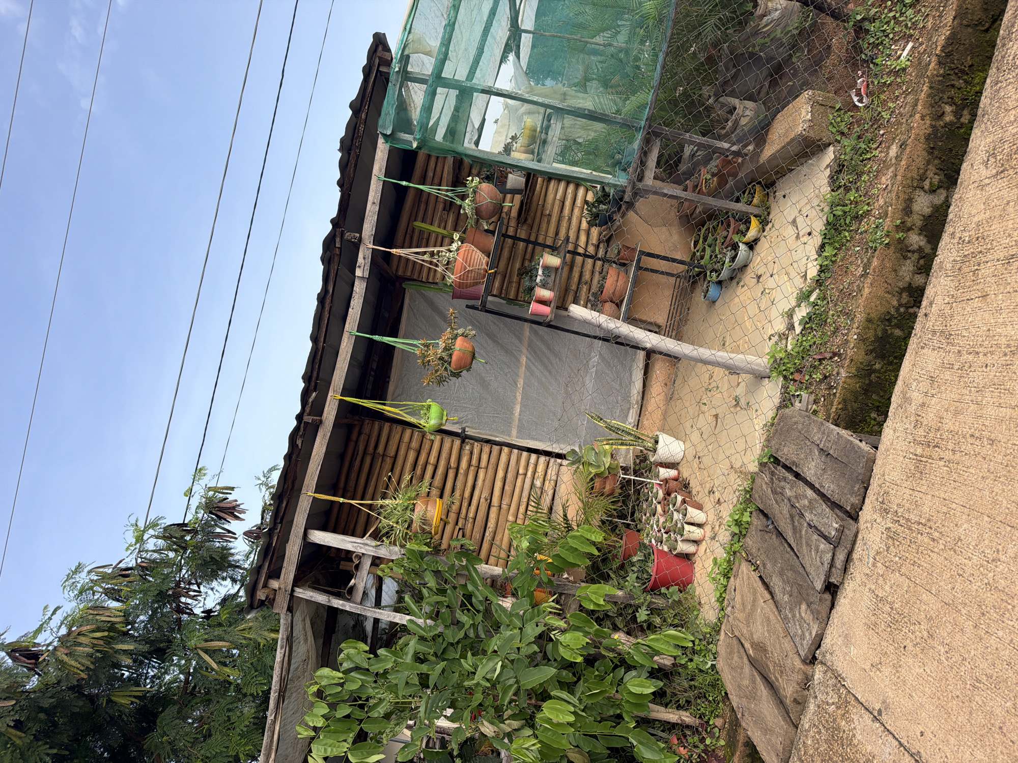 The image depicts an outdoor scene in Gura Top, Nigeria, with a focus on a makeshift structure and surrounding vegetation. The structure appears to be a small shed or lean-to constructed with bamboo walls and a corrugated metal roof supported by wooden beams. A white tarp is visible on the left side of the structure, partially covering the roof.
In front of the shed, a variety of potted plants are arranged. These include several small potted succulents and cacti lined up on the ground, a larger red pot, and a white pot with a tall, thin plant. Hanging from the roof of the shed are several potted plants, suspended by colorful ropes. To the right of the shed is a green mesh greenhouse structure, also containing plants.
A metal fence encloses the area with the greenhouse. The ground in front of the shed is paved with concrete, and a section of wooden planks serves as a makeshift walkway over a ditch or drainage area. Lush green foliage from trees and bushes is visible on the left side of the image, with some seed pods hanging from branches. Overhead, power lines are strung across the sky, which is clear blue. The overall impression is one of a humble, perhaps improvised, garden or nursery setting. There are no people visible in the image.