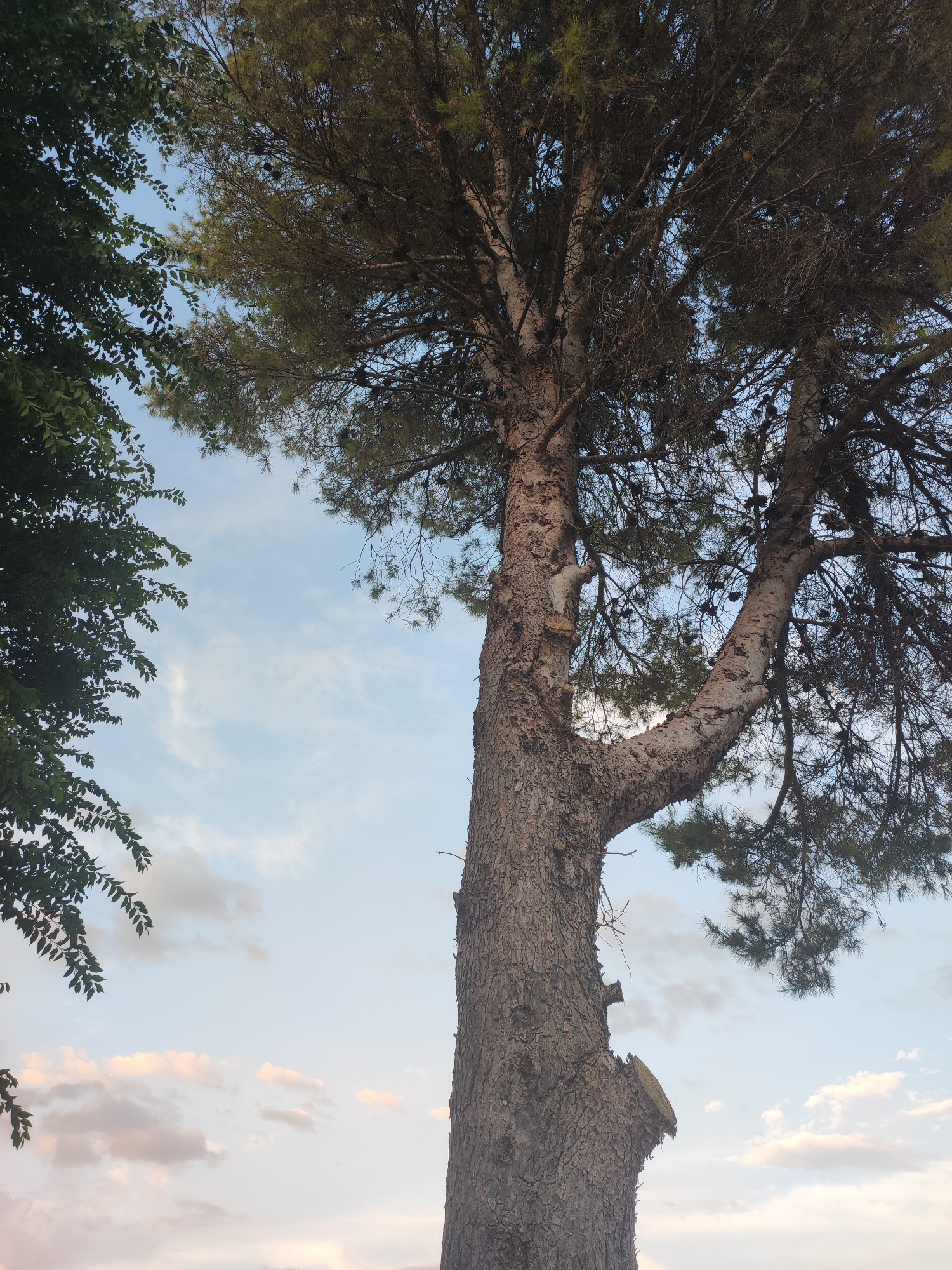 A medium shot captures a large, mature pine tree with a thick, textured trunk, set against a pale blue sky dotted with wispy white and pink clouds. The tree's branches, laden with pine cones, extend upwards and outwards, creating a dense canopy. On the left side of the frame, the dark green leaves of another tree provide a contrast to the pine. The sky appears to be illuminated by the soft light of either sunrise or sunset. The image was taken in the city of Villarejo de Fuentes, Spain.