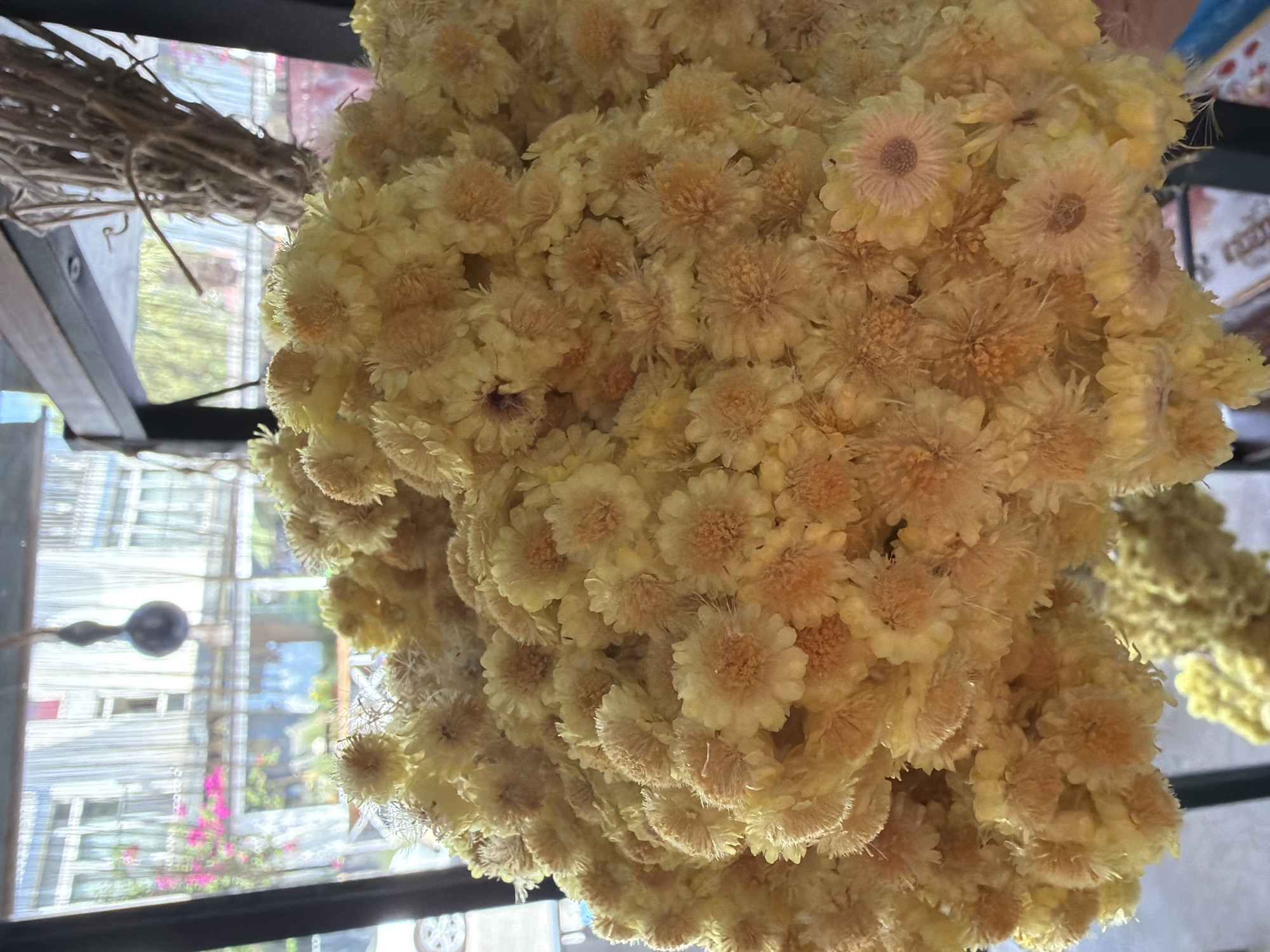 The image shows a close-up of a large bouquet of dried yellow flowers, likely chrysanthemums, hanging from a wooden beam. The flowers are tightly packed, creating a textured and fluffy appearance. In the background, through a window, a blurred view of buildings with corrugated metal siding and some pink flowering bushes is visible. The setting appears to be indoors, possibly a shop or cafe in Marmaris, Turkey, given the hint of Mediterranean architecture and foliage. There are no people visible in the image. The lighting suggests it is daytime, with natural light coming from the window.