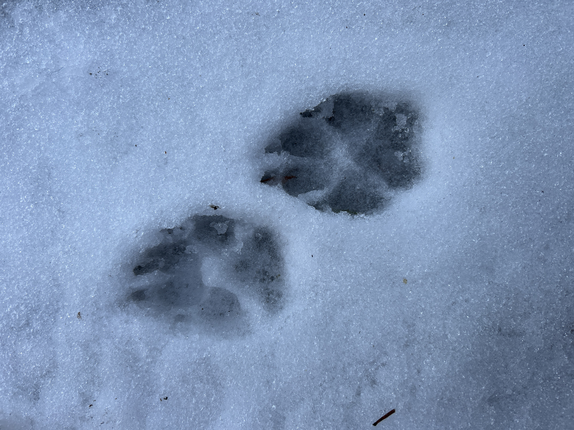 The image shows two animal tracks in the snow. The tracks appear to be from a quadrupedal animal, likely a dog or wolf, based on the four-toed imprint in each track. The surrounding environment is covered in snow. The image was purportedly taken in Noviy, Russia, but there is no visual confirmation in the photo itself.
