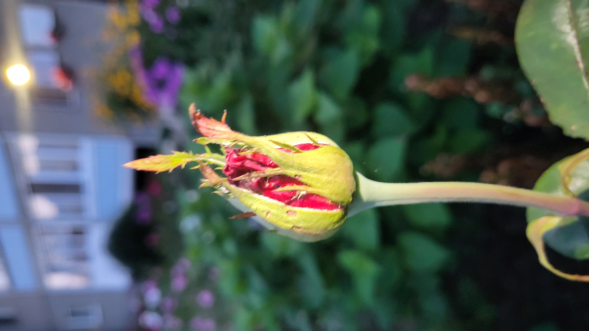 In the city of Markovsky, Russia, a close-up shot captures a vibrant red rosebud beginning to unfurl, its delicate petals peeking through the protective green sepals. The bud is positioned slightly off-center in the frame, drawing the viewer's eye. Behind it, a soft-focus backdrop of lush green foliage suggests a garden setting, possibly a small patch of greenery near an apartment building, indicated by the blurred structure visible in the upper portion of the image. The building appears to be a multi-story residential unit, with windows and a balcony evident. The overall lighting suggests it is either early morning or late afternoon, with a warm glow emanating from a light source high and to the right, possibly a streetlamp or a distant sun. No people are visible in the image. The composition focuses solely on the beauty of the developing rose, highlighting its intricate details against a natural yet urban backdrop.