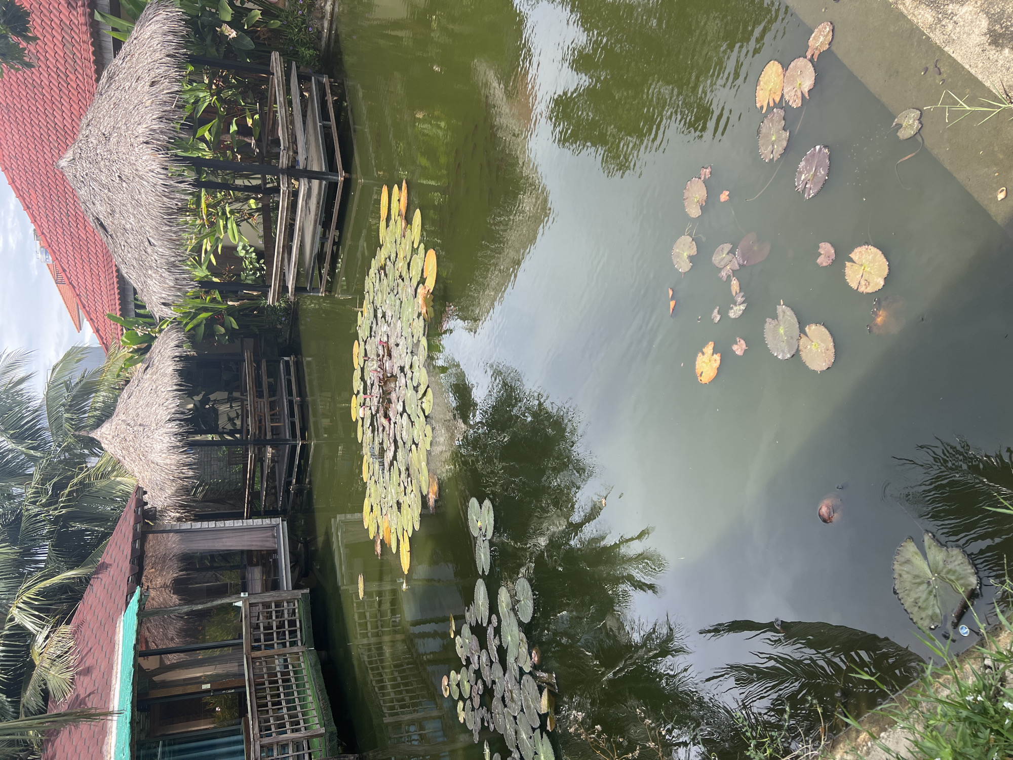 The image depicts an outdoor scene featuring a tranquil pond adorned with numerous lily pads. Several small, thatched-roof huts are visible, some partially over the water, suggesting they might be dining areas or relaxation spots. The huts are constructed with natural materials like wood and straw. In the background, a building with a red tile roof and palm trees can be seen, hinting at a tropical or subtropical location. The water reflects the surrounding environment, including the huts and vegetation. There are no visible people in the image, but the presence of the huts implies a place of human activity. The overall atmosphere is serene and natural. This scene is likely located in the Hoi An countryside, Vietnam, given the architectural style of the huts and the vegetation commonly found in that region.