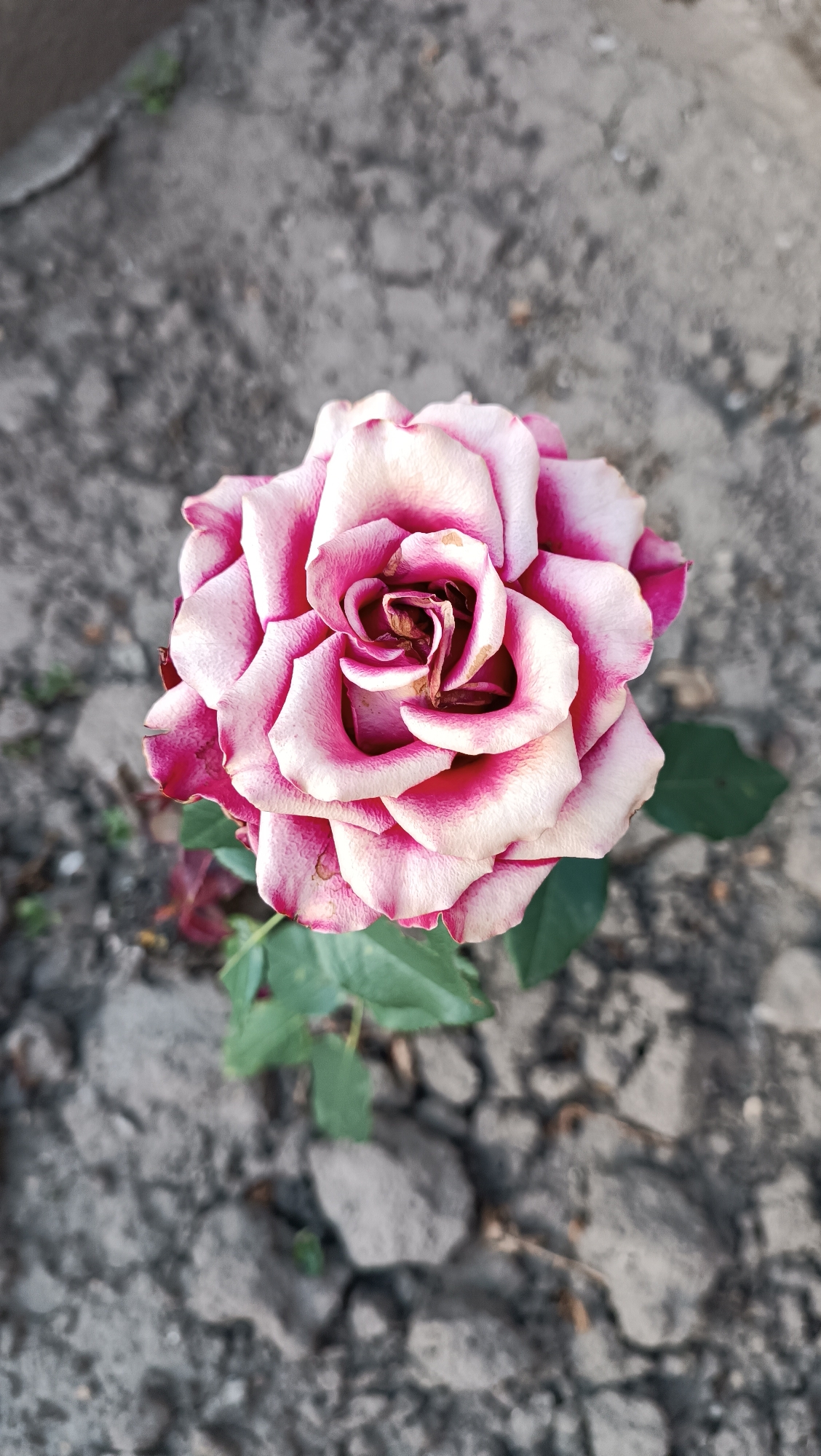 The image shows a close-up, top-down view of a single rose bloom. The rose is characterized by its layered petals, which transition from a creamy white in the center to a deep pink or magenta at the edges. Some of the inner petals appear slightly wilted or dried, with a darker brown hue. The rose is set against a background of dry, cracked earth or soil, with scattered pebbles and some sparse green foliage visible. The lighting suggests it may be daytime, possibly overcast or in the late afternoon, as there are no strong shadows. The overall scene is simple and natural, focusing on the delicate beauty and subtle imperfections of the flower. There is no visible text in the image. The context provided indicates the location is Leușeni, Moldova.