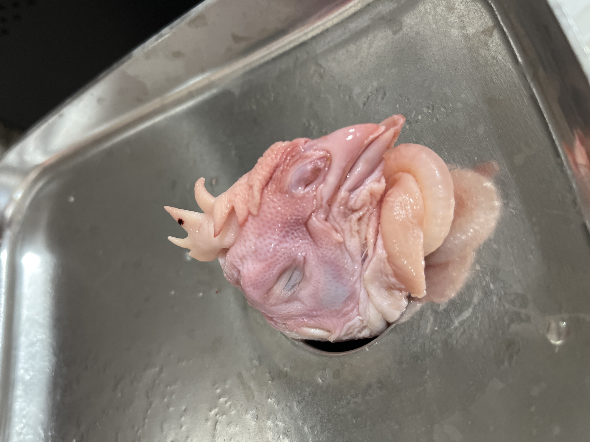 A raw chicken head with its comb and wattle is positioned in a circular opening of a metallic tray. The chicken's eyes are closed, and its beak is slightly open. The head is pale pink with visible skin texture and some darker spots. Beneath the head, a portion of the chicken's intestines, coiled and pink, is visible resting on the tray. The tray itself appears to be a stainless steel surface, possibly a kitchen counter or processing equipment, with a reflective quality and some moisture or residue. The overall scene is presented in a close-up, overhead shot. The provided image does not contain any information that would allow for its localization in Chaikovsky, Russia, or any other specific city.