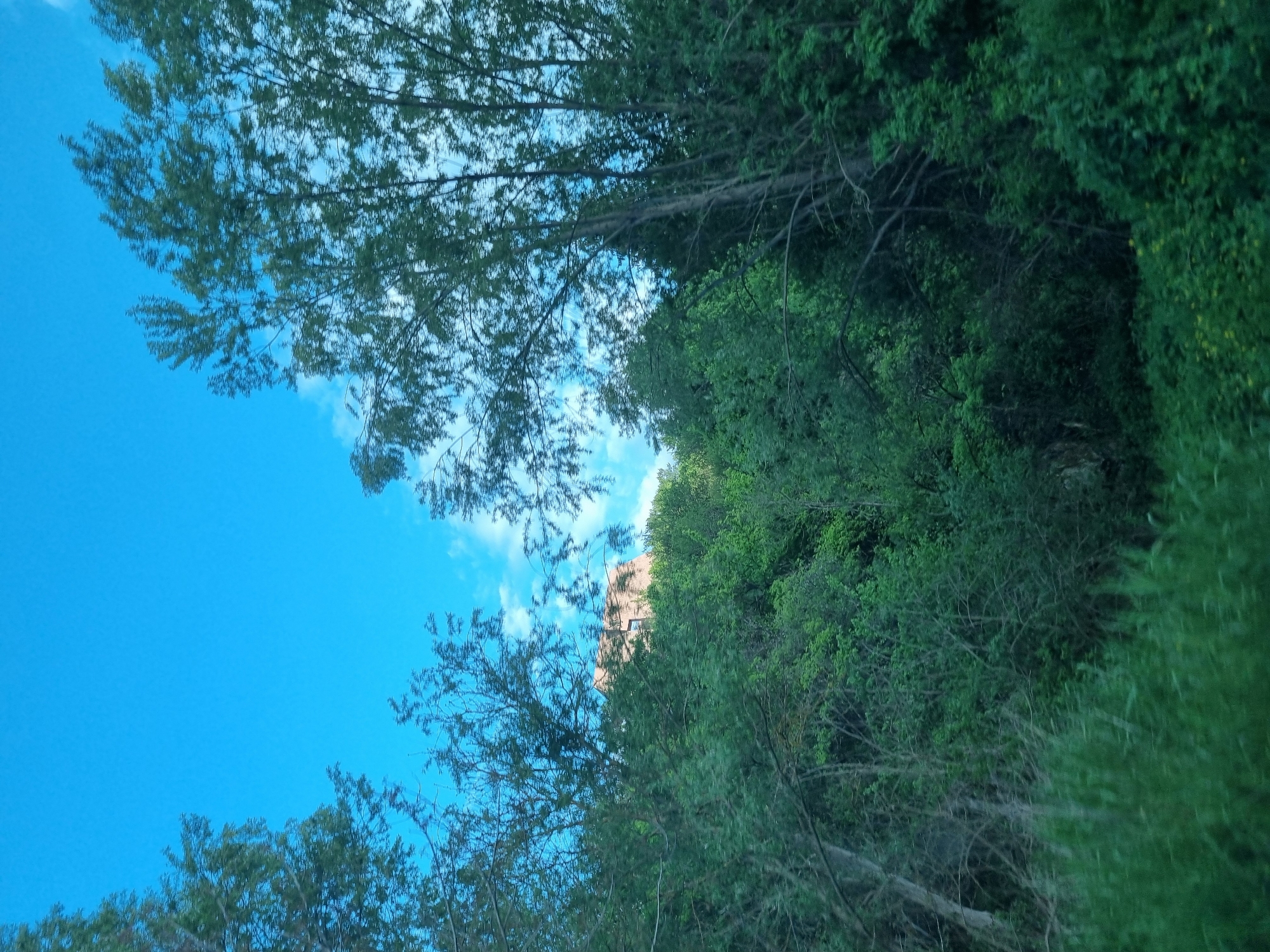 The image shows a view looking up through trees towards a bright blue sky with sparse white clouds. The tree foliage is dense and green, obscuring a clear view of the sky. The scene appears to be in a natural, possibly forested area. In the middle distance, there is a building behind the trees. It cannot be determined whether the location is in Gurgulyat, Bulgaria based only on visual data.